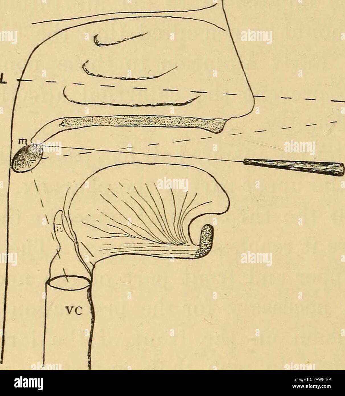 The essentials of healthA textbook of anatomy, physiology, hygiene