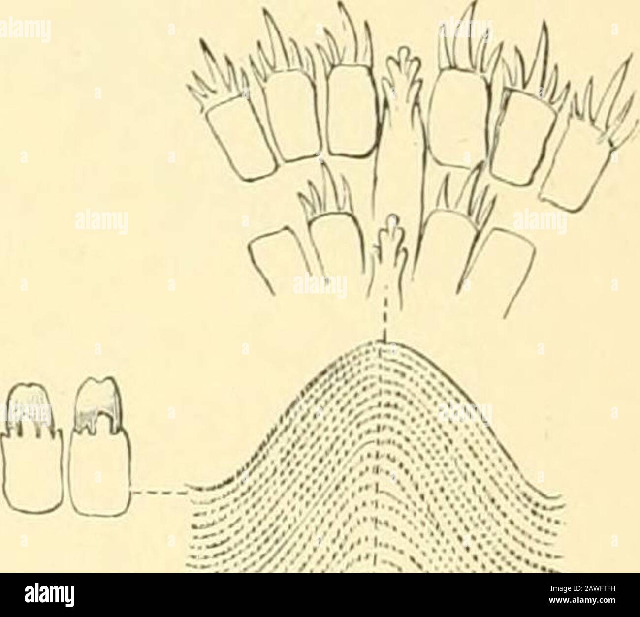 Sowb High Resolution Stock Photography And Images Alamy