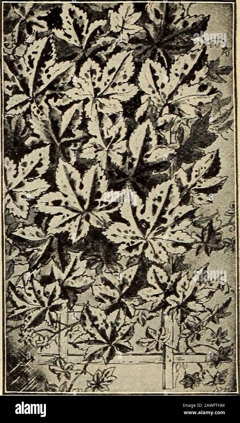 Johnson's garden & farm manual : 1910 . HELIOTROPE. Chaters. Prize 1562. -? 1560. 1561. 1558. i&lt; 1559. it 1563. i( HUMULUS JAPONICUS OR JAPANESEHOP 1620. Very ornamen-tal and fast growing an-nual climber from Japan.Pkt., 5c. 1621. H u m u 1 u sJaponicus Varie-gatus. A beautiful vari-ety with variegated foli-age, resisting heat andthe ravages of insects.Pkt., 10c. KENILWORTHIVY 1780. A very neatclimber, clings to wallsand is a valuable plantfor hanging - baskets,vases, etc. Pkt., 10c. LANTANA 1720. Rapid-growing,constant-blooming, ten-der perennial plants forpot culture in the winteror garde Stock Photo
