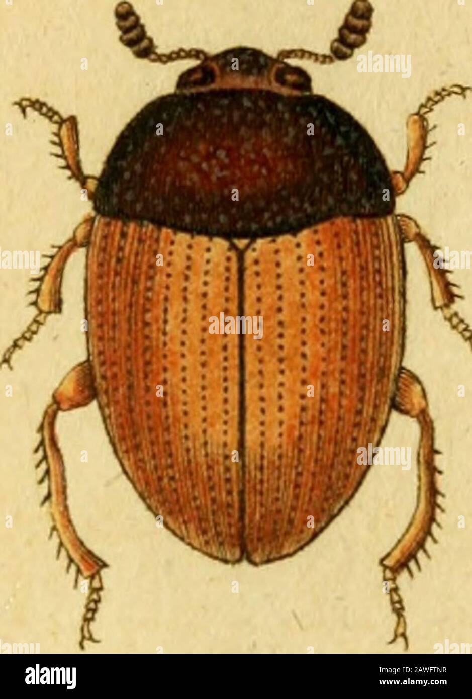 Favnae insectorvm Germanicae initia, oder, Deutschlands Insecten . ^Do^rtc/ius htc/ens Z^&/ BOSTRICIIVS bidens. Der ZTveyzahnigte Borkenkäfer, WvßrichuS lUcnS: fufcus elytris apice retufis ante apicem iinidcntatls. Fabfic.Ent. fyft. T.II. n. 24. p. 368. Panzer Ent. germ. I. n. 29. p. 290. Habitat in Pini fylveftris cortice exefo. Dn. Schwarz. Cf. quae Cl.H^lhvig in Faun, etrufc. RolT. fuae edit. p.4i.de hoc praeclare monuit. a. Magnitudo naturalis, b. Eadem aucta. c. Elytron lente auctHiru 21. ^z/rt/öma c^ulfici 5^7^/: ? Jc^r« TRITOMA dubia.Der zweifelhafte Staubkäfer: Tnfoma duhin: nigra ely Stock Photo