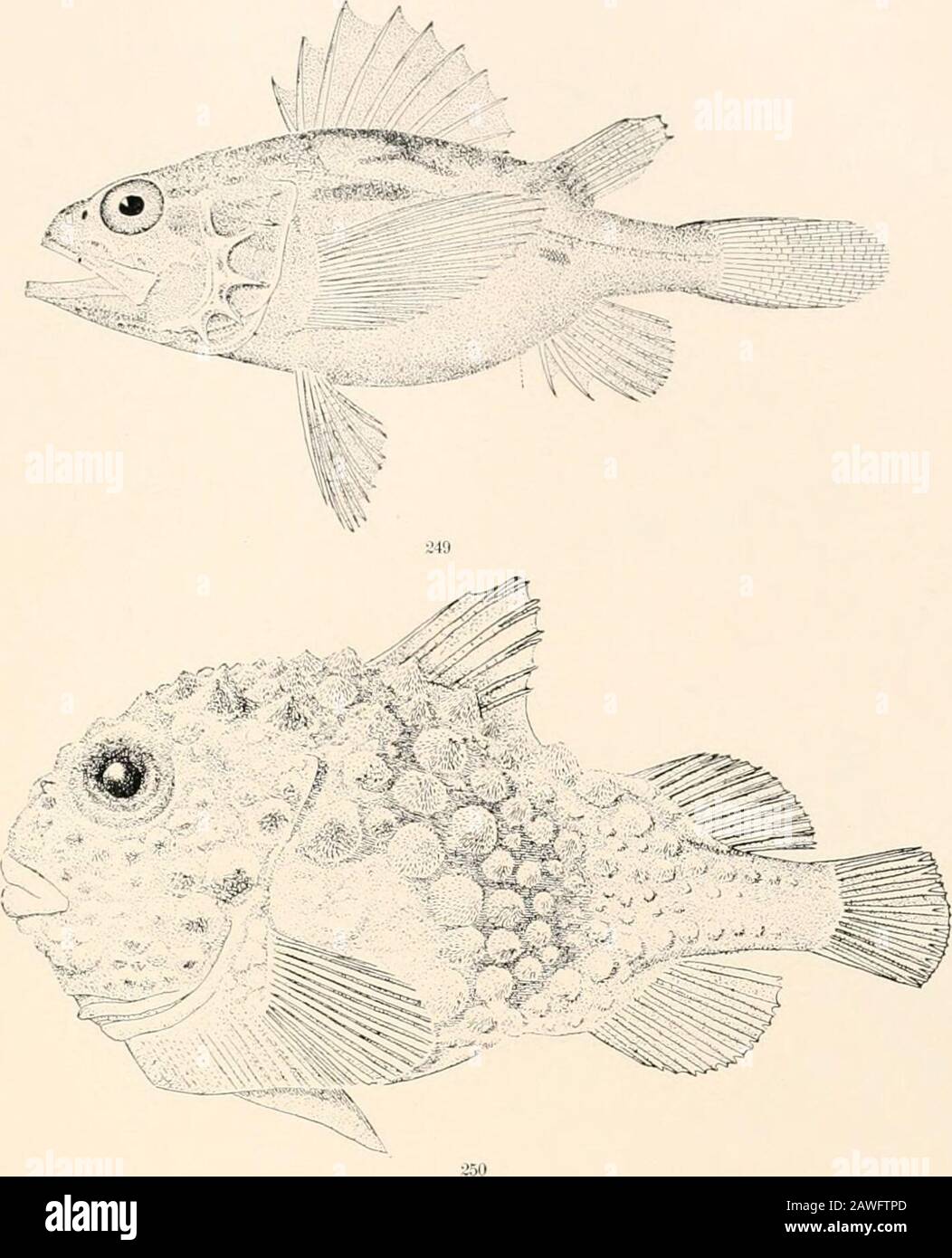Oceanic ichthyology, a treatise on the deep-sea and pelagic fishes of the world, based chiefly upon the collections made by the steamers Blake, Albatross, and Fish Hawk in the northwestern Atlantic, with an atlas containing 417 figures . .17 PONTINUS MACROLEPIS (p. 257.) 248. Sebastes mahinus. (p. 260.) GOODE AND BEAN—OCEANIC ICHTHYOLOGY. PLATE LXX. Stock Photo