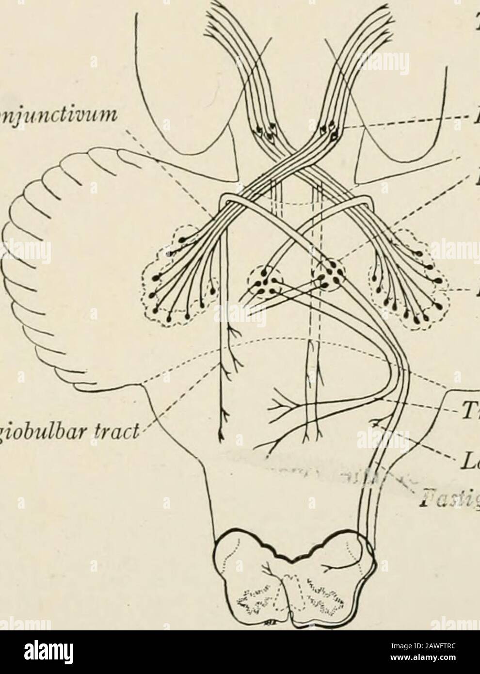 The anatomy of the nervous system, from the standpoint of development and function . rtex by way of the pons, which probably set thecoordinating cerebellar mechanism into activity to bring about the properadjustment of voluntary movements. For additional details concerning thefunctions of the cerebellum the reader should consult the recent paper byHolmes (1917). THE CKKKHKLLl.M 211 THE EFFERENT CEREBELLAR TRACTS The efferent cerebellar tracts arise in the central nuclei. It is probable thatno fibers of cortical origin leave the cerebellum except, perhaps, some to Deitersnucleus (Clarke and Hor Stock Photo