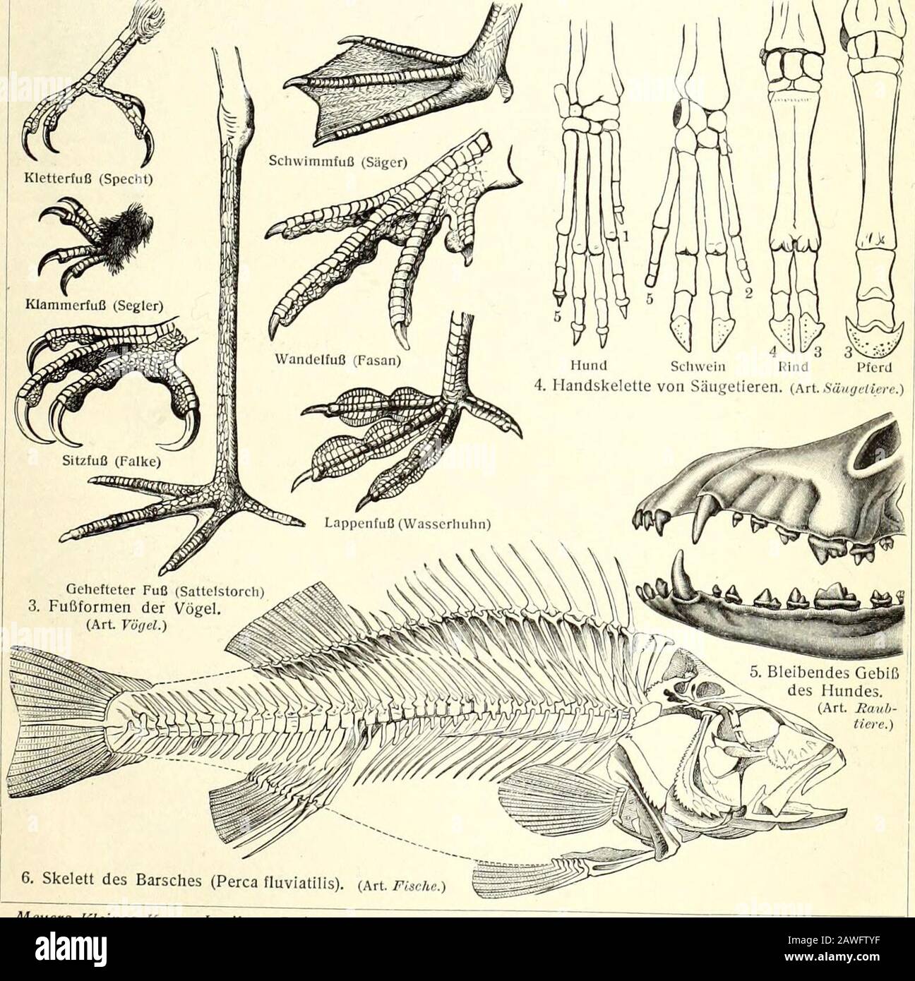 P fluviatilis hi-res stock photography and images - Alamy