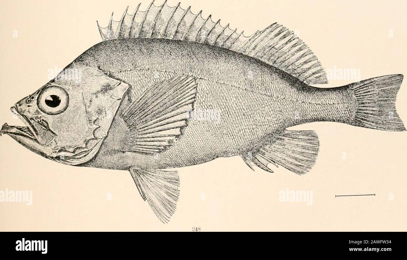 Oceanic ichthyology, a treatise on the deep-sea and pelagic fishes of the world, based chiefly upon the collections made by the steamers Blake, Albatross, and Fish Hawk in the northwestern Atlantic, with an atlas containing 417 figures . •*::; 247. .17 PONTINUS MACROLEPIS (p. 257.) 248. Sebastes mahinus. (p. 260.) GOODE AND BEAN—OCEANIC ICHTHYOLOGY. PLATE LXX Stock Photo
