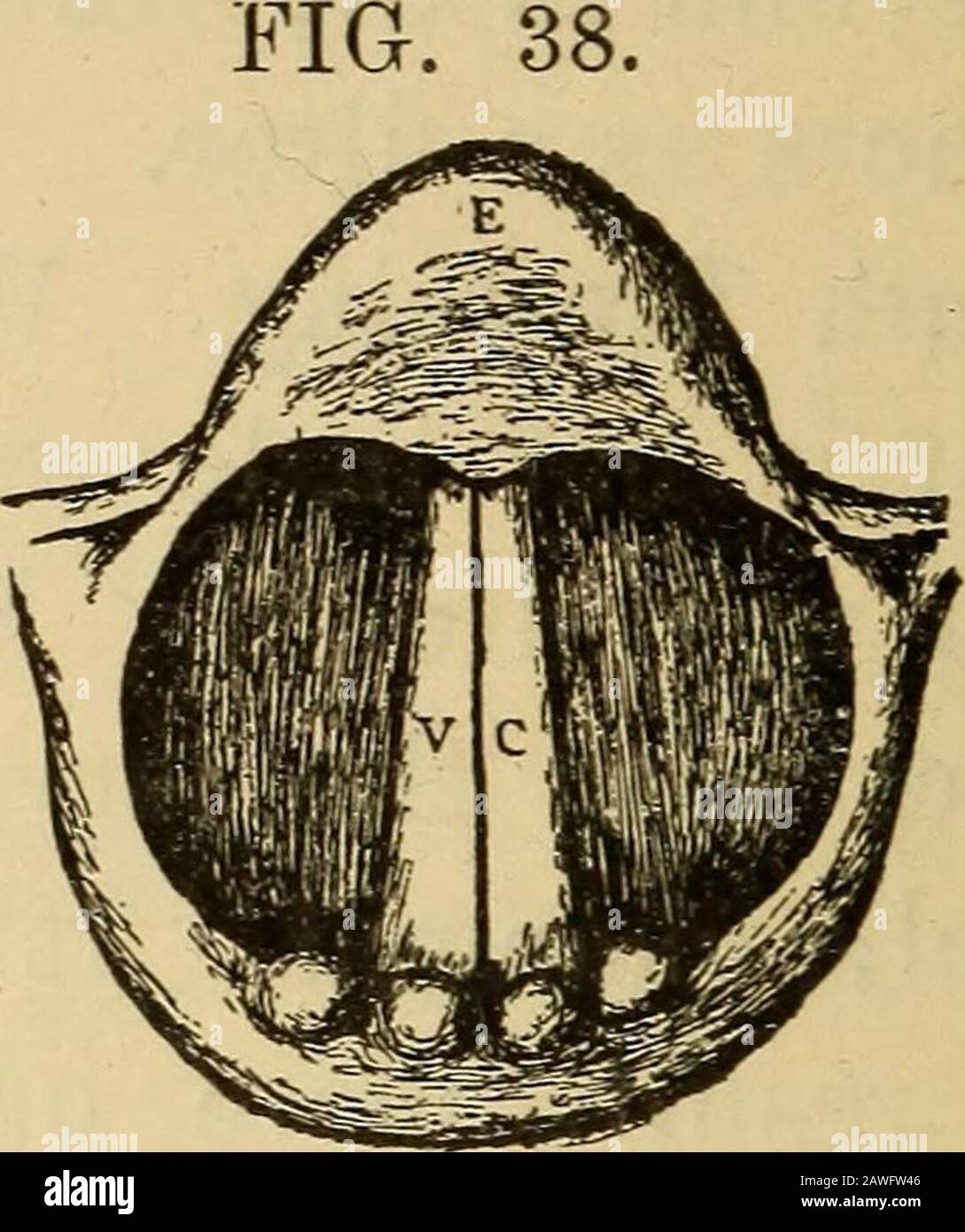 The essentials of healthA textbook of anatomy, physiology, hygiene