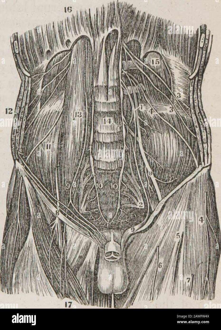 A system of human anatomy, general and special . hegluteal region. LUMBAR PLEXUS. The Lumbar plexus isformed by the communica-tions and anastomoses whichtake place between the ante-rior branches of the five lum-bar nerves, and between thelatter and the last dorsal. Itis narrow above and increasesin breadth inferiorly, and issituated between the trans-verse processes of the lumbarvertebras and the quadratuslumborum behind, and thepsoas magnus muscle in front. * A view of the lumbar and ischiatic plexus and the branches of the former. 14. Thebodies of the lumbar vertebra?. 13. The psoas magnus m Stock Photo