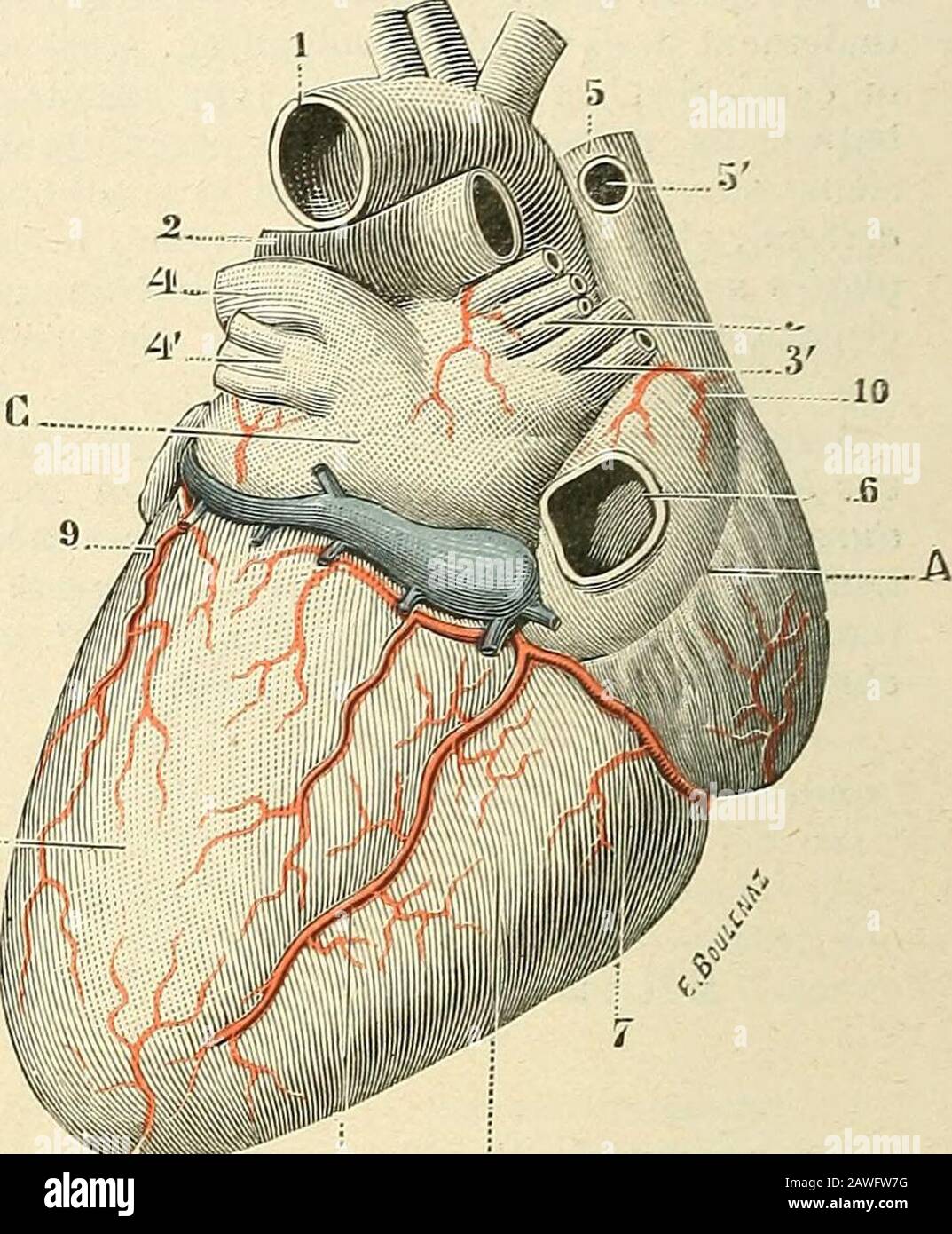 Traité d'anatomie humaine . s Fig. 96.Artèies du cœur, vue antérieure. C Fig. 96 bis.Artères du cœur, vue postérieun A, oreillelto droite. — B, venlricule droit. — C, oreillette gauche. — D, ventricule gauche. — 1, arlcre aorte. —i, artère pulmonaire. — 3, veines pulmonaires droites. — 4, veines pulmonaires gauches. — 5, veine cave supérieure,avec : o, orifice de la grande azygos. — 6, orifice de la veine cave supérieure. — 7, 7, 7, artère coronaire droite. —S, 8, artère coronaire gauche. — 9, 9, artère auriculo-vcntriculaire gauche et ses branches. — 10, 10, branche anté-rieure et branche pos Stock Photo