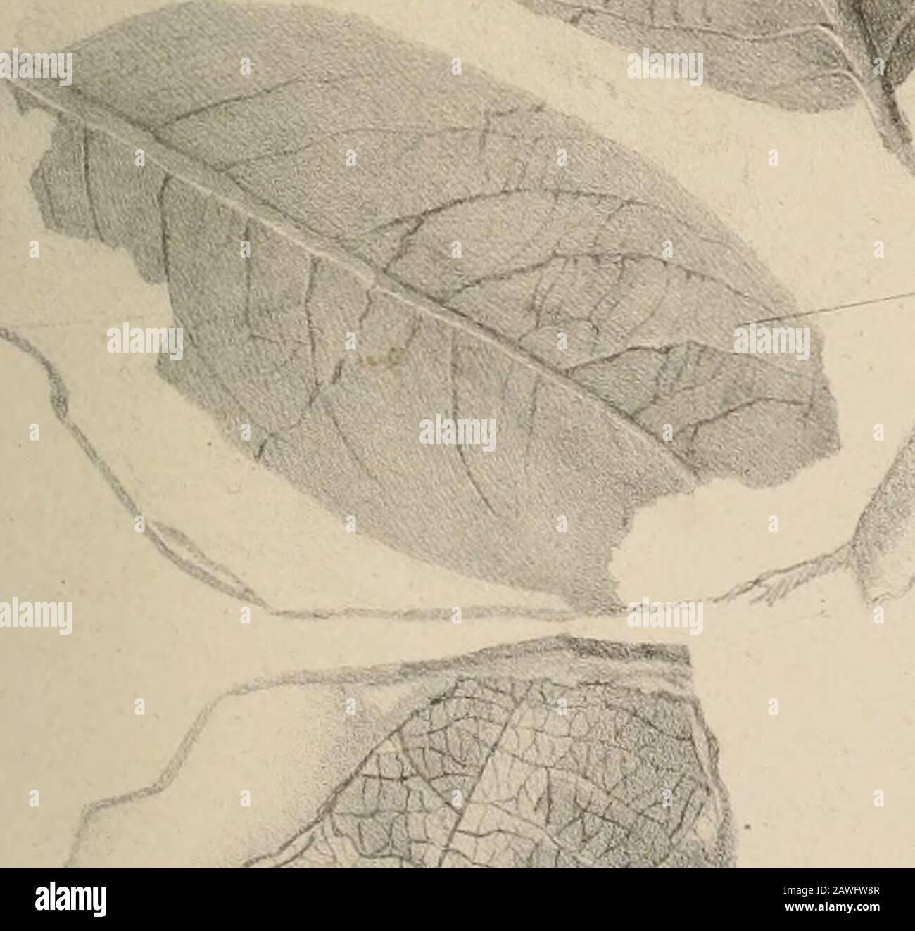 Palaeontographica 1 I Gt I Gt N Il7t Gt T R Lt J J Ss I V I F 4 Fkl Gt U Lid 2 M Gt I Lt Iuouaoras Sifolin Copp Fig 3 Nombeyopsis Tiliaolblm Ung Figa Doinbo Vopsis Aequalublii Copp Hkn Rnpliic U Di Ucfc