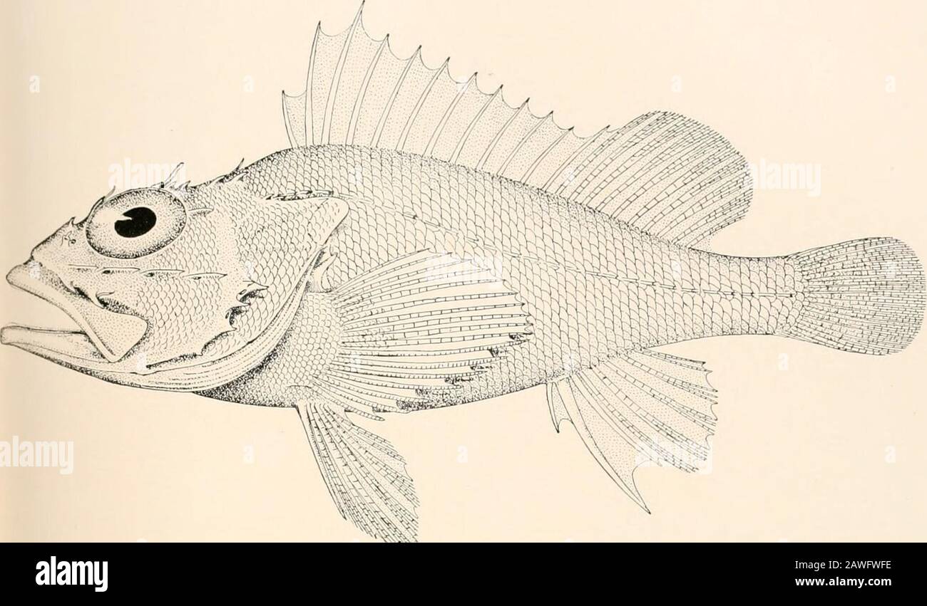 Oceanic ichthyology, a treatise on the deep-sea and pelagic fishes of the world, based chiefly upon the collections made by the steamers Blake, Albatross, and Fish Hawk in the northwestern Atlantic, with an atlas containing 417 figures . 244. HelICOLENUS DACTTLOPTERUS. (p. 250.) 845. PONTDIDS RATHBUM. 240. PONTIND3 LONGISPINIS, (p. 858. (p. 855.) GOOOE AND BEAN—OCEANIC ICHTHYOLOGY PLATE LXIX. •*::; 247 Stock Photo