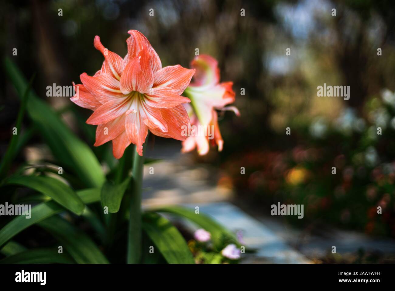 Hippeastrum flower  with dark background Stock Photo