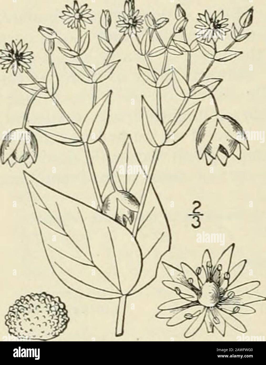 An illustrated flora of the northern United States, Canada and the British possessions : from Newfoundland to the parallel of the southern boundary of Virginia and from the Atlantic Ocean westward to the 102nd meridian; 2nd ed. . A, longipes. I. Alsine aquatica (L.) Britton. Water Mouse-ear Chickweed. Fig. 1749. Ccrastium aquaticum L. Sp. PI. 439. 1753. Stellaria aquatica Scop. Fl. Carn. Ed. 2, 1 : 319. 1772. Alsine aquatica Britton, Mem. Torr. Club 5 : 356. 1894. Perennial, stem angled, mostly glandular-pubescentabove, nearly glabrous below, ascending or decum-bent, branched, l°-2i° long. Lea Stock Photo