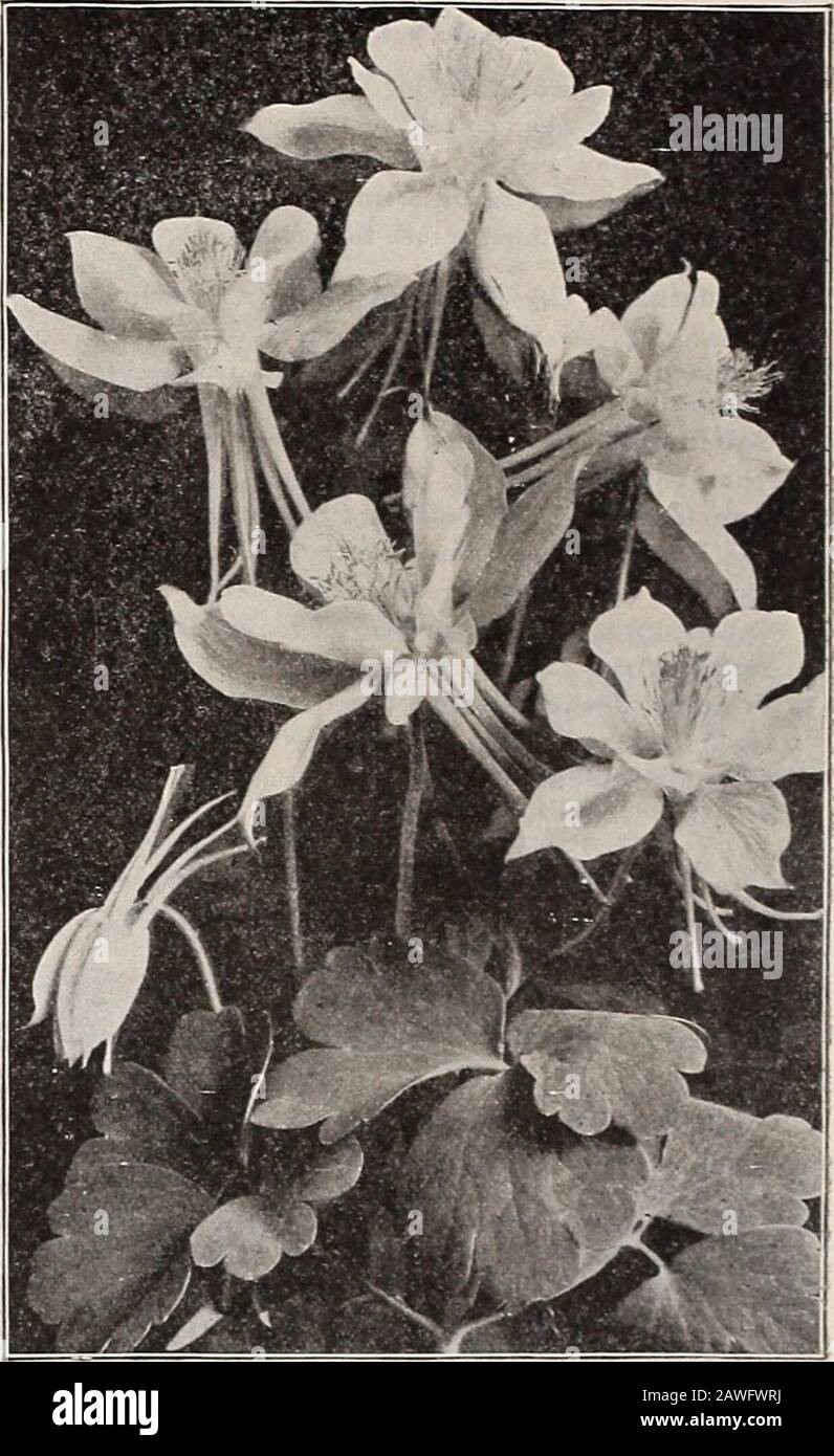 Dreer's 72nd annual edition garden book : 1910 . oz., 40 cts . 10 1187 Flabellata nana alba. A dwarf variety fromJapan, with fine, glaucous foliage and large whiteflowers. ;j oz., 40 cts .... 1191 QIandulosa. Light blue and pure white; lovely . 1192 Haylodgensis Delicatissima. A new hybrid,bearing large, long-spurred flowers, the spurs being atender satin-rose, passing imperceptibly to a delicatelight-yellow at the crown. 3 pkts., 50 cts 1195 Helenae. This new hybrid is of strong, robustgrowth, attaining a height of 15 to 20 inches, andbearing numerous flowers of a lovely shade of blueand pure Stock Photo