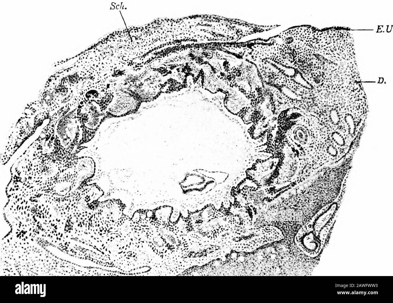 The development of the human body; a manual of human embryology . , elsewhere it becomes more or less flattenedand shows a tendency toward degeneration. In addition to these changes, the epithelium of themucosa disappears completely during the first month ofpregnancy, and the tissue between the glands in the stra-tum compactum becomes packed with large, often multi-nucleated cells, which are termed the decidual cells. After the end of the fifth month the increasing size ofthe embryo and its membranes exerts a certain amount ofpressure on the decidua, and it begins to diminish in thick-ness. Th Stock Photo