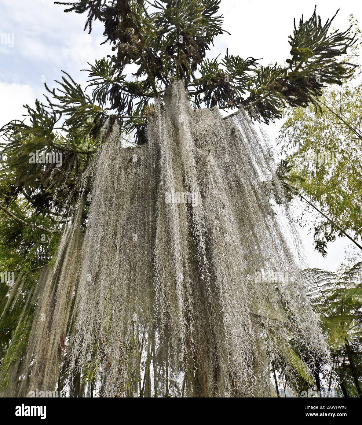Araucaria tree, tree fern, and bamboo festooned with Spanish moss (old lady's hair) on the shore