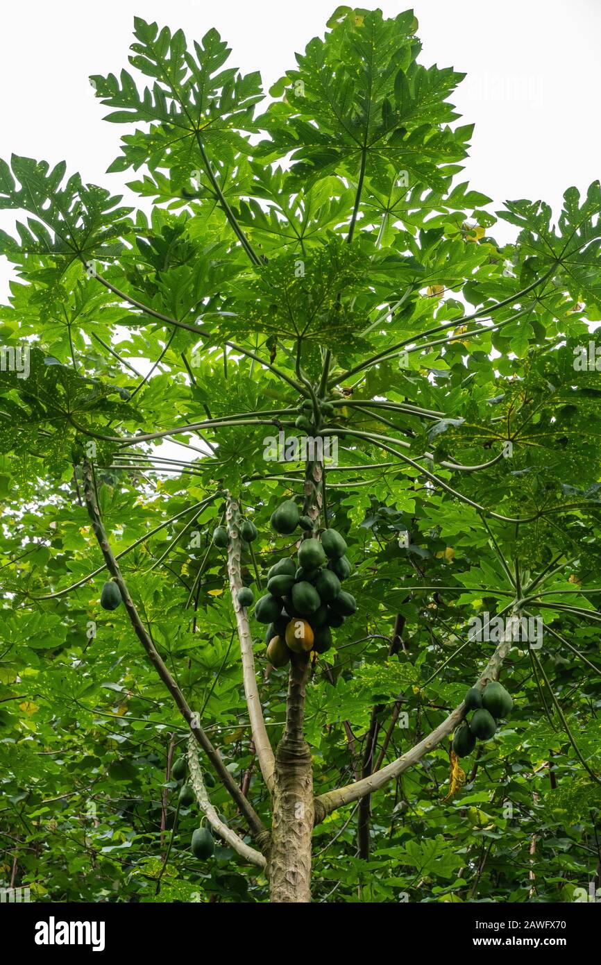 Papaya tree hawaii hires stock photography and images Alamy