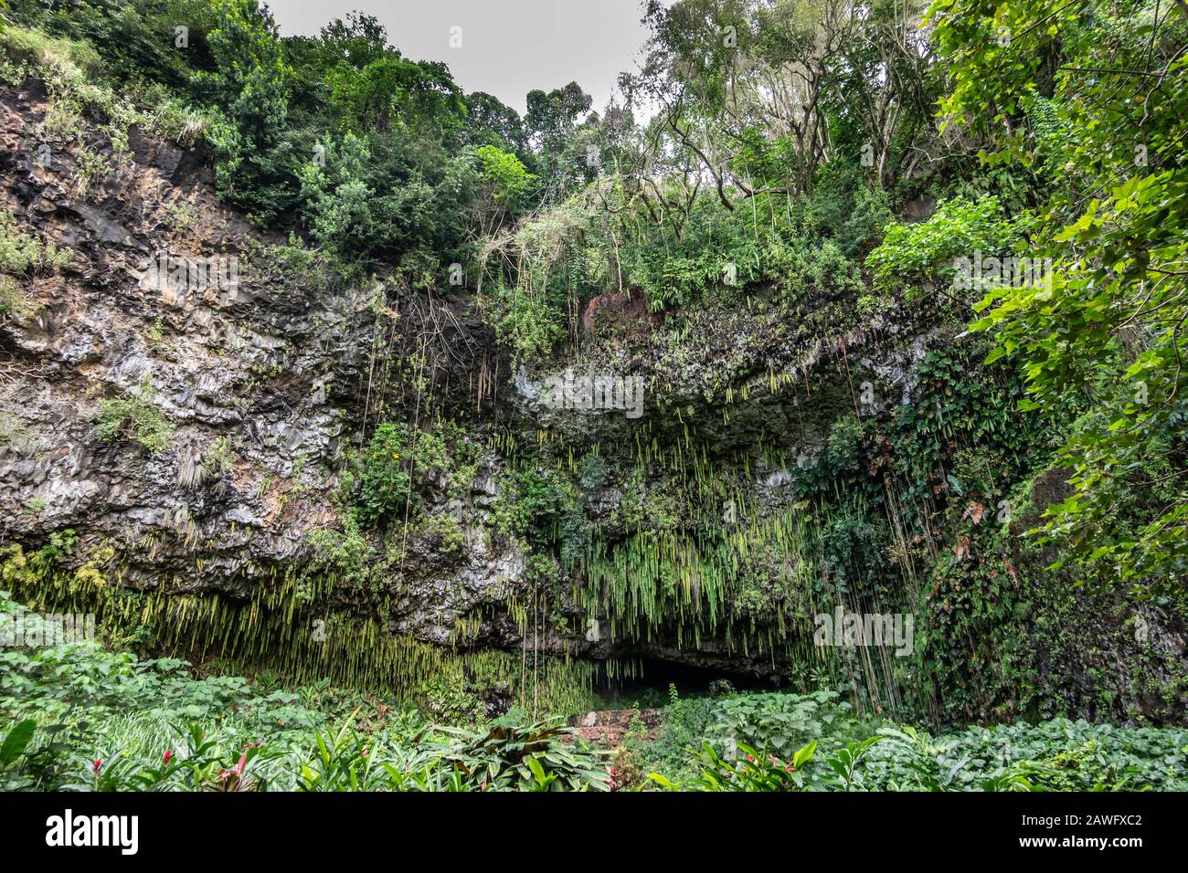 Kamokila Village, Kauai, Hawaii, USA. - January 16, 2020: Fern grotto hidden by green sword fern, trees, and plants at bottom of gray rock cliff. Silv Stock Photo