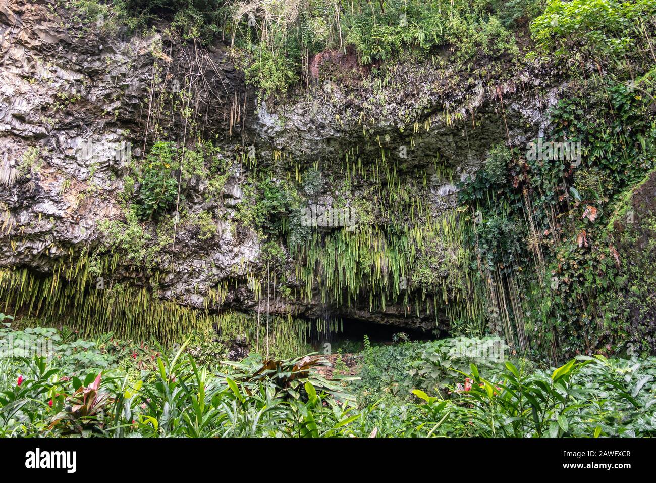 Kamokila Village, Kauai, Hawaii, USA. - January 16, 2020: Fern grotto hidden by green sword fern, trees, and plants at bottom of gray rock cliff. Stock Photo
