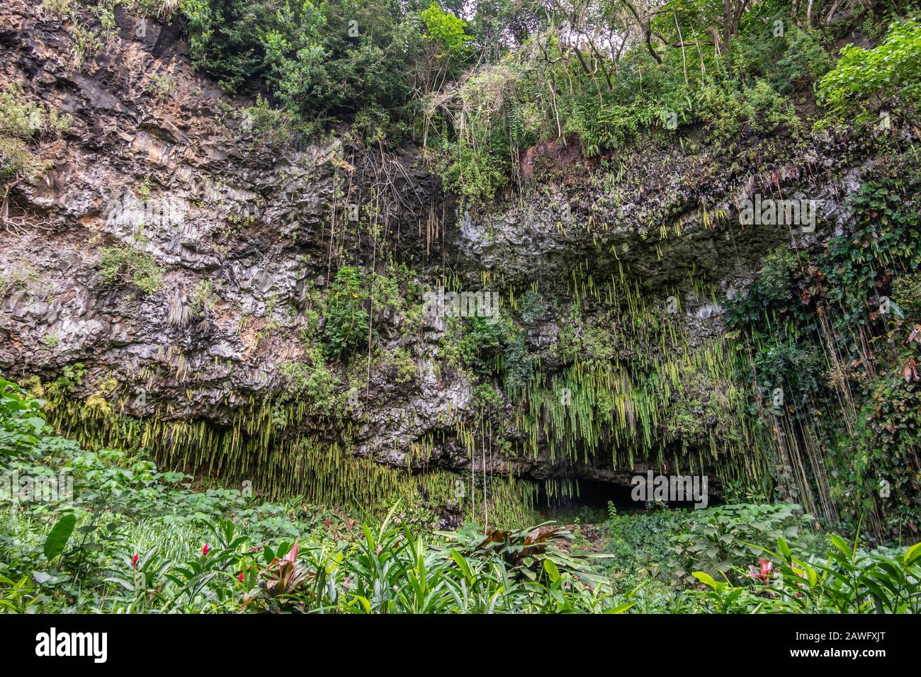 Kamokila Village, Kauai, Hawaii, USA. - January 16, 2020: Plants grow in front of Fern grotto hidden by green sword fern, trees, and plants at bottom Stock Photo