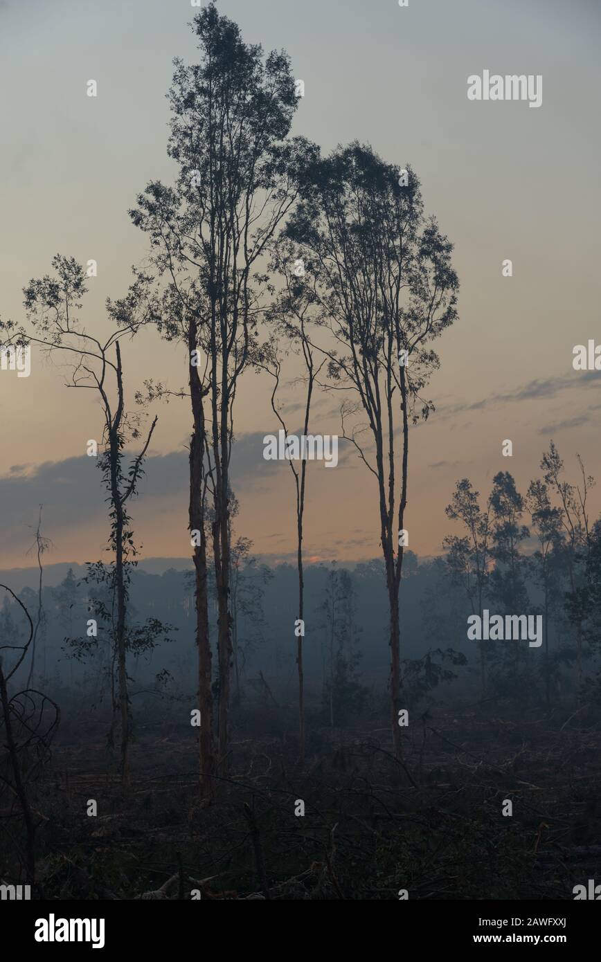 Eucalyptus forest deforestation hi-res stock photography and images - Alamy