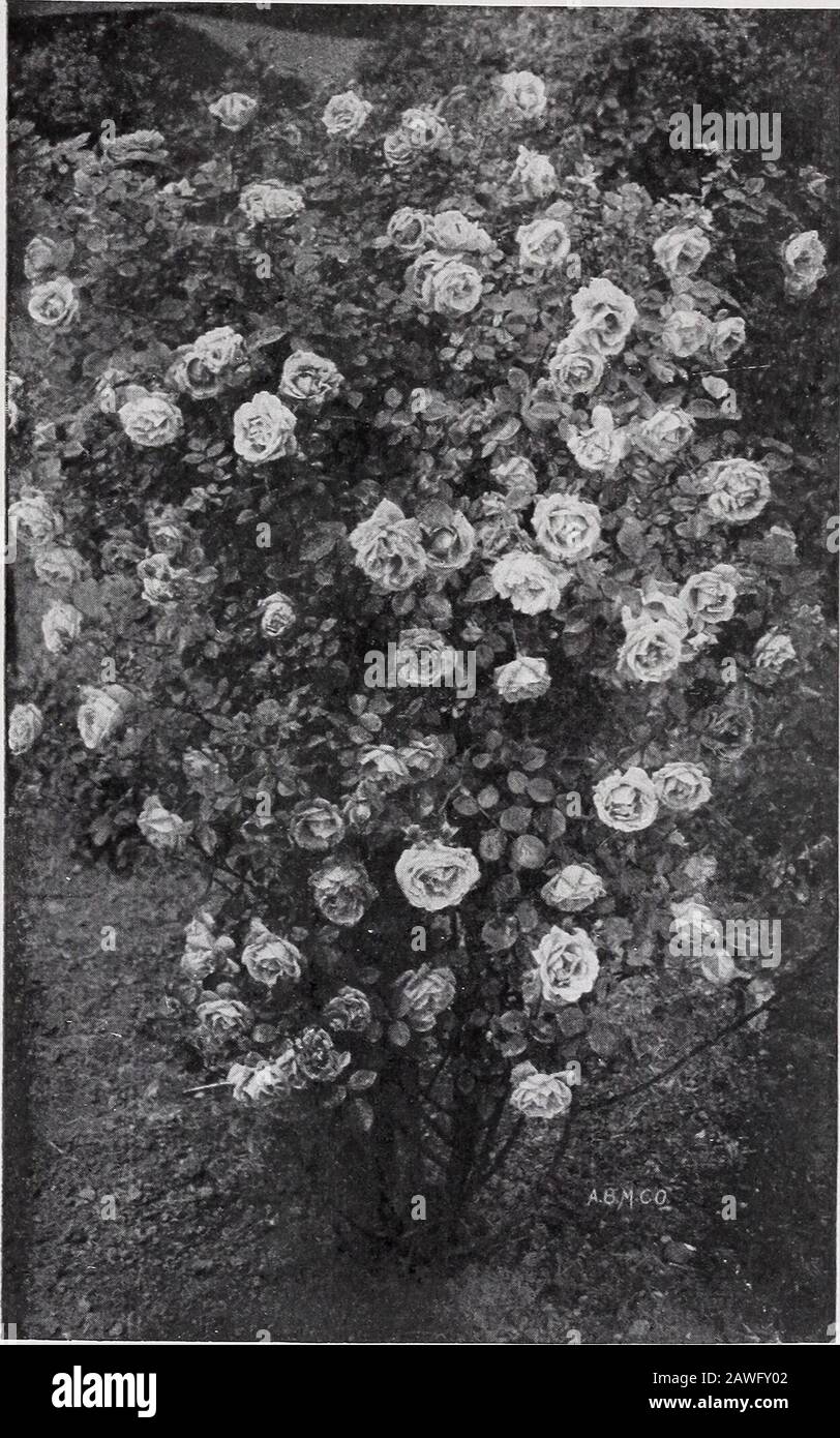 Cmhobbs Sons St Hiawatha A Beautiful Ramblerwith Large