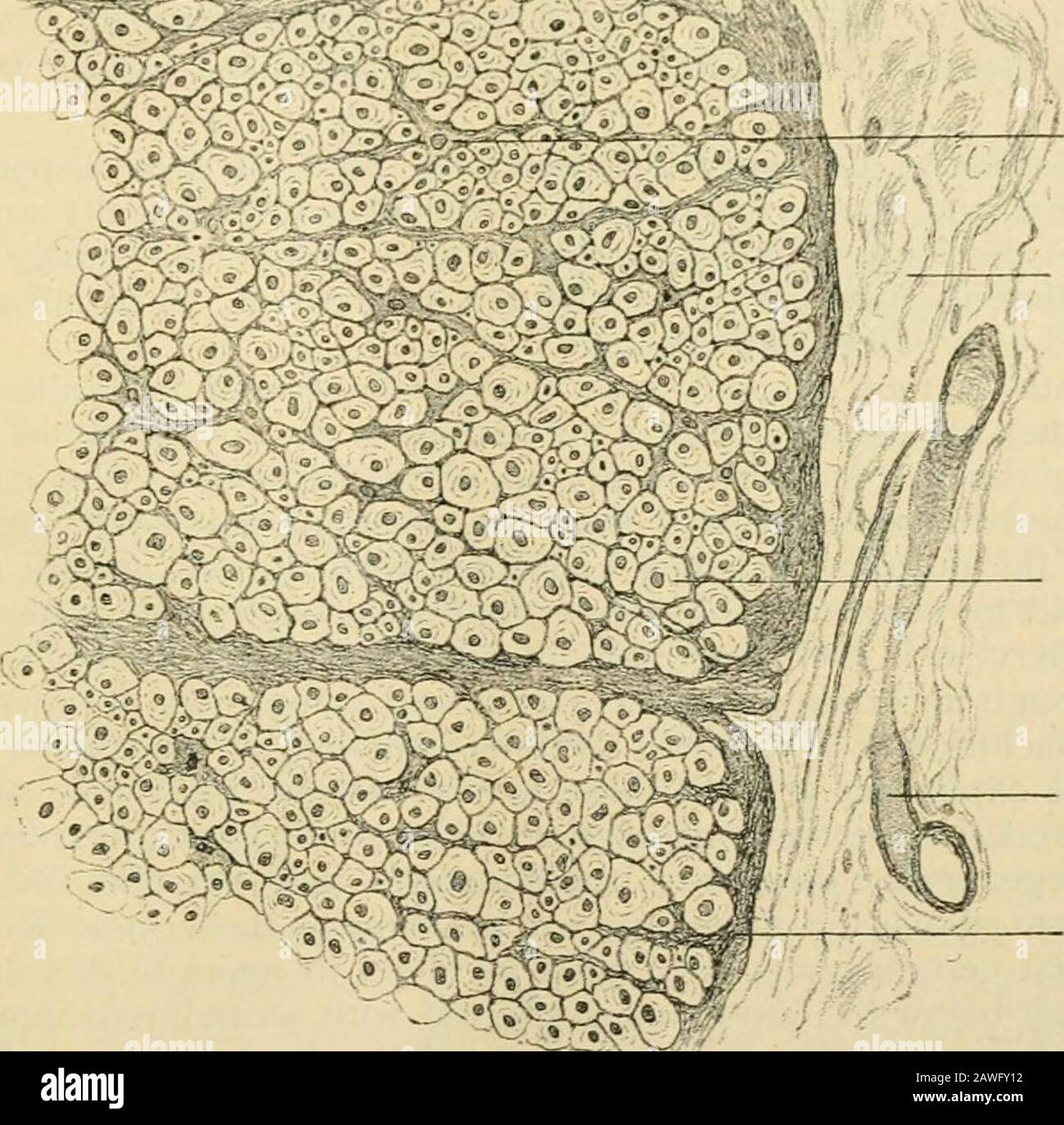 Human anatomy, including structure and development and practical considerations . o be composetl of iniuunerable, closely set, small cells, heldtoii^ether by delicate supportniii;- tissue. These ai)j)arent cells are the niedullatcdnerve-fibres cut transversely, in which the sectioned axis-cylinders show as deeplystained dots, that commonly lie somewhat eccentrically and are surrounded by deli-cate irrei^ularly annular striations representing the framework of the medullary c&lt;xat.The ncrve-tibres of the cerebro-spinal axis are without neurilemma, the lack of thissheath beiuir compensated l)y Stock Photo