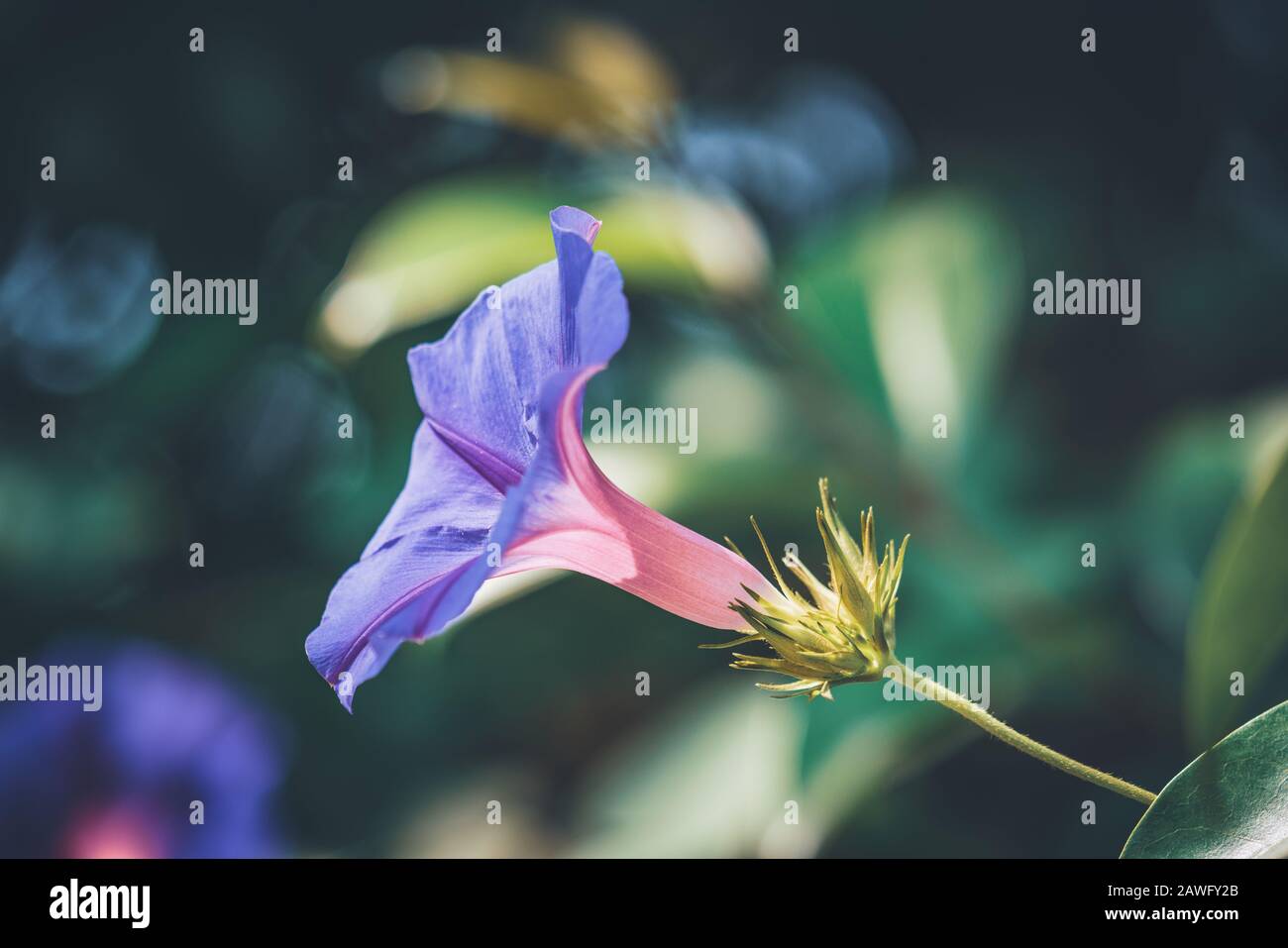 Purple morning glory flower also known as Ipomoea nil 'Grandpa Ott' Stock Photo
