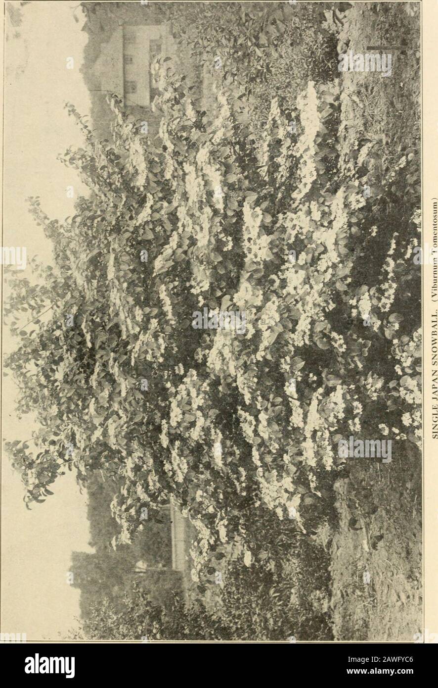 Mount Hope Nurseries established 1840 : general catalogue . lla, rosea var. Sieboldii alba marginaLa. Cissus variegata. Euonymus, radicans variegata. Cornus {Dogv:ood), alba var. elegantissima Hibiscus (^/^/&lt;«,^a), Syriacus var. fl. pi. fol. varie-variegata. gata. Mas. variegata. Kerria(CorrAo/vfs), Japonicaargentea variegata. Siberica foliis albo marginatis. Philadelphus (Si/riiu/a), foliis aureis. Spaethii. Prunus (Plum), Pissardi. Corylus {Filbert), atropurpurea. Ptelea (Hop Tree), trifoliata var. aurea. aurea. Sambucus {Elder), Canadensis var. aurea. Diervilla {Weigela), rosea var. nana Stock Photo