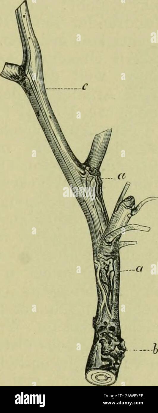 Handbuch der Pflanzenkrankheiten . enInternodien und vielen schwachen Augen istdie Rinde durch viele kleine Sprünge zer-klüftet und schuppenförmig aufgetrocknet. Ge-rade der jüngere obere Teil c des Zweiges ist aber gesund geblieben.Bei solchen Rindenspalten findet man die stärksten Überwallungsränder,die manchmal einen einzigen, geschlossenen, mit gieichmäfsiger Rindebekleideten Buckel, oft aber zwei einander berührende lippenförmige,meist der Länge nach verlaufende Auftreibungen darstellen. DerartigeWundränder erscheinen bisweilen faltig nach der gewundenen Mittel-spalte, dem ehemaligen Rind Stock Photo