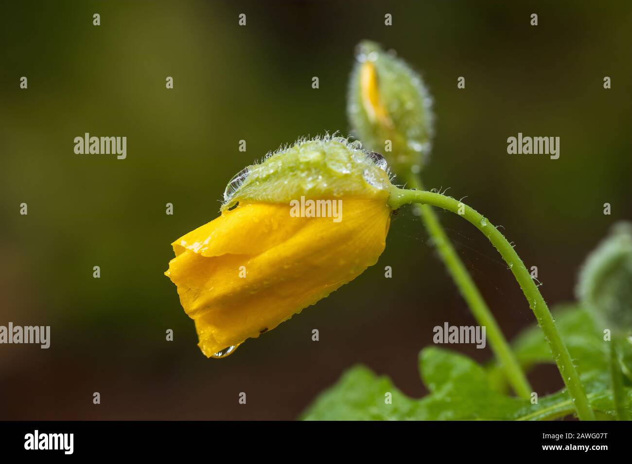 Macro image of opening Woodland Poppy buds with dewdrops on them. Stock Photo
