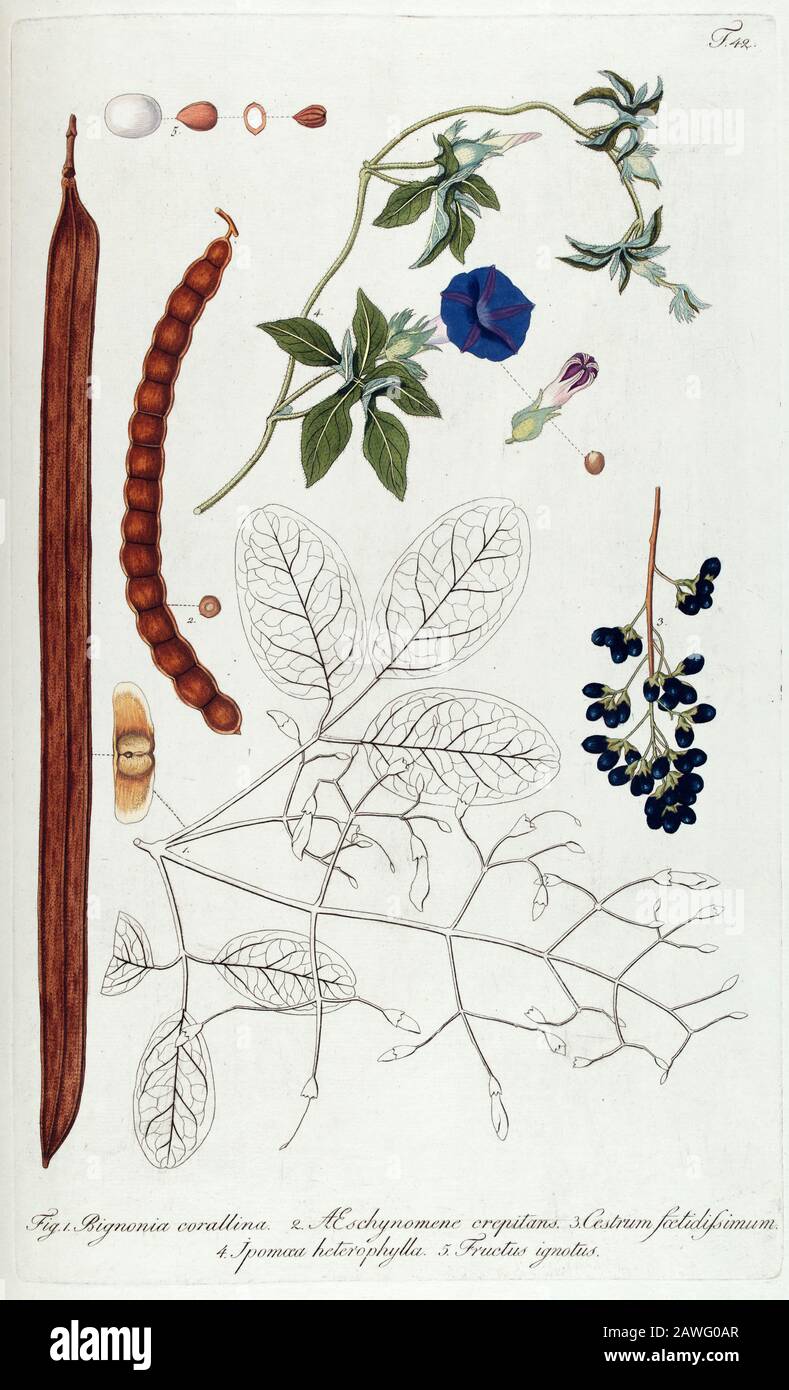 Hand painted botanical study of flower anatomy from Fragmenta Botanica by Nikolaus Joseph Freiherr von Jacquin or Baron Nikolaus von Jacquin (printed in Vienna in 1809) Stock Photo