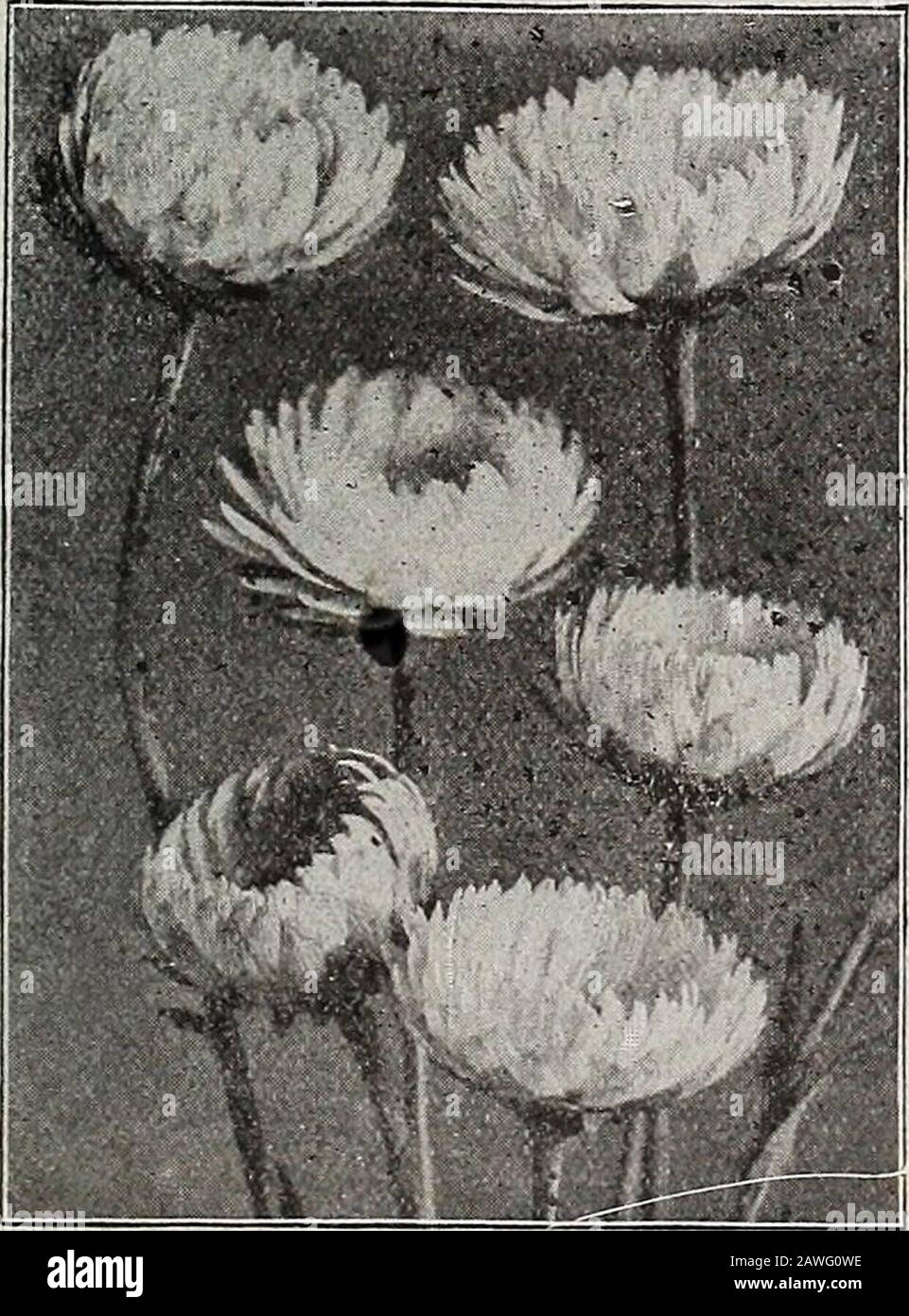 Dreer's 72nd annual edition garden book : 1910 . ACROrLTNTlTM. HOW TO GROW FLOWERS FROM SEED. This subject is fully covered by the articles on pages 51 to 53. (e?) 64 Stock Photo