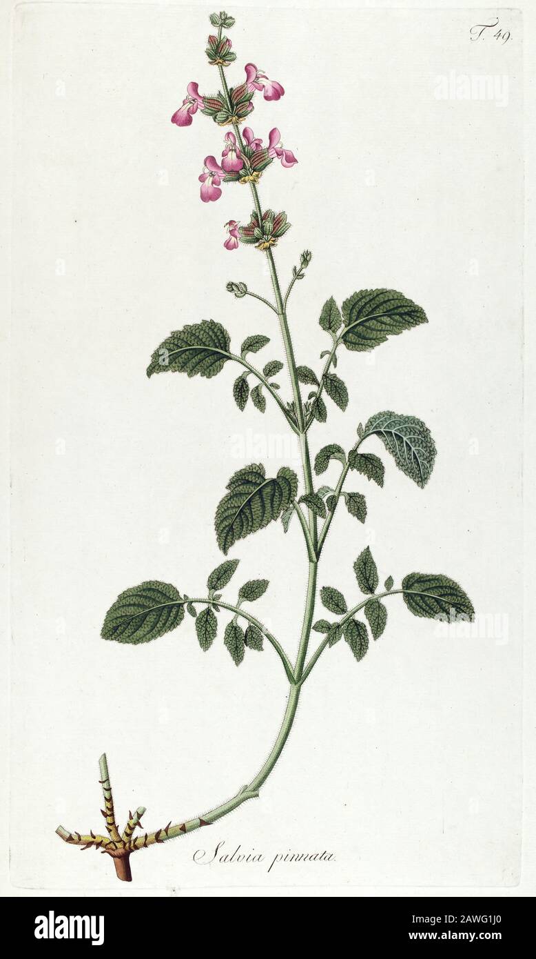 Hand painted botanical study of Salvia pimata flower anatomy from Fragmenta Botanica by Nikolaus Joseph Freiherr von Jacquin or Baron Nikolaus von Jacquin (printed in Vienna in 1809) Stock Photo