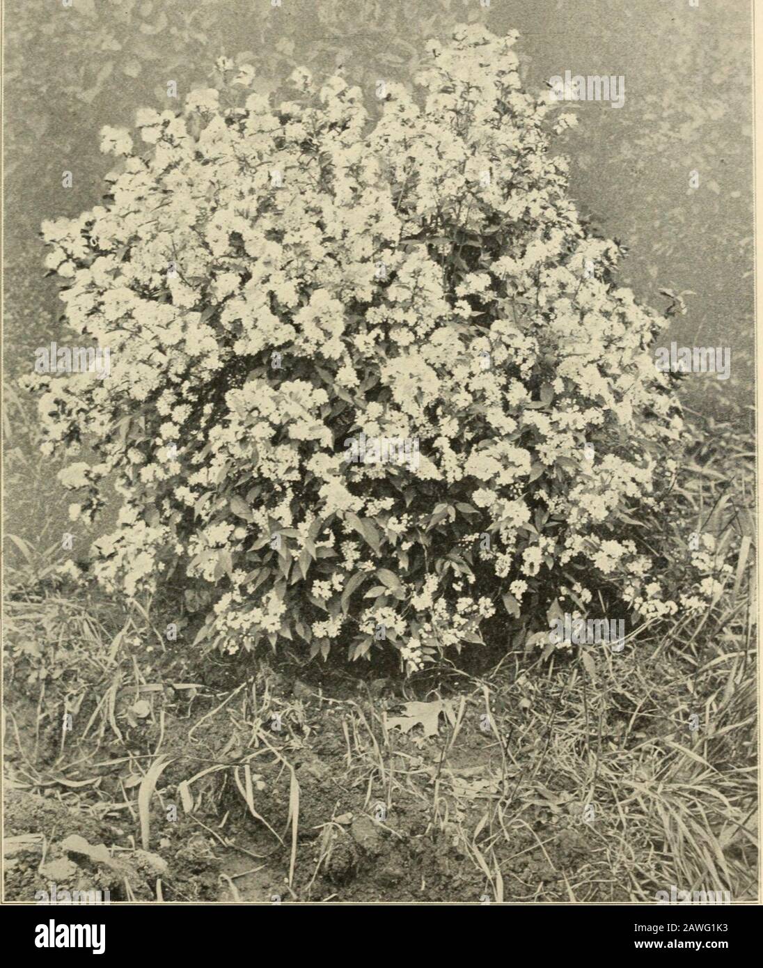 Mount Hope Nurseries established 1840 : general catalogue . he best. 35c. var. nana foliis variegatis. Variegated-leaved Dwarf Weigela. E. Of dwarf habit,and possessing clearly defined, silvery variegated leaves; flowers nearly white. It stands the sunwell, and is one of the best dwarf variegated-leaved shrubs. 35c. var. Sieboldi alba marginata. D. Of upright habit. When the leaves are young the variega-tion is yellow; when they mature it becomes silvery white; flowers rose-colored. A splendidvariegated-leaved shrub. 35c. EL^AGNUS. Oleaster E. argentea. Silver-leaved Oleaster. D. A native spec Stock Photo