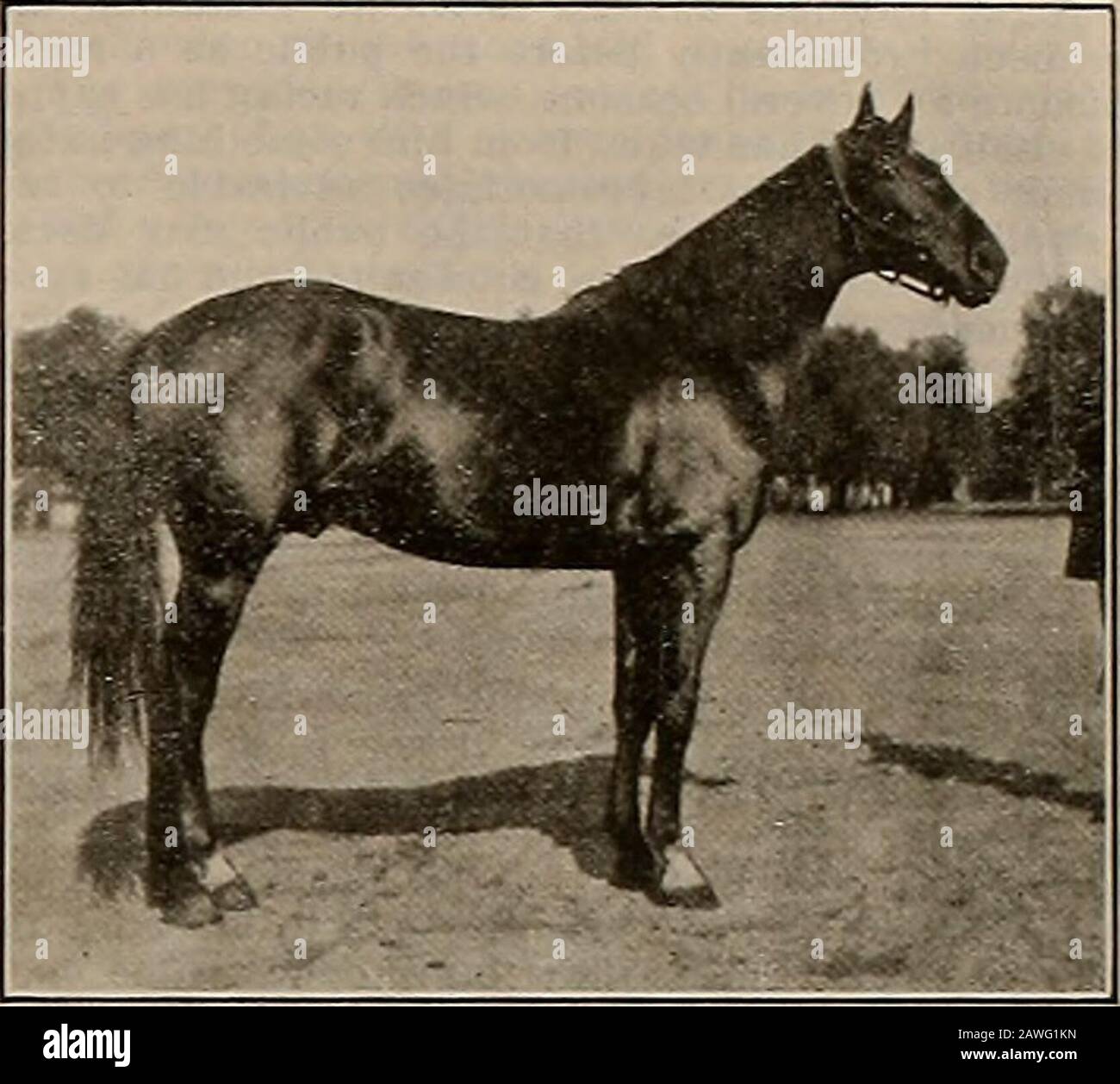 Breeder and sportsman . he will beat the record held by any living stal-lion. He is nine years old and was sired by McKin-ney 2:11% out of Carlotta Wilkes (dam of 3 in 2:10and 4 more in the 2:30 list) by Charley Wilkes2:21%, second dam Aspasia (dam of four) by Al-cantara 2:23, etc. Mr. Durfee met with another accident last Au-gust and fractured his arm again; this forced himto keep out of the sulky. Copa de Oro with a markof 2:03%, like Carlokin, worked better for him thanfor anyone else and the fact that he could not drivethem was a most serious drawback. Copa de Orosreturn to California in 1 Stock Photo