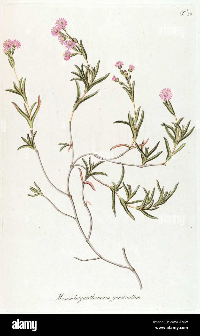 Hand painted botanical study of plant anatomy from Fragmenta Botanica by Nikolaus Joseph Freiherr von Jacquin or Baron Nikolaus von Jacquin (printed in Vienna in 1809) Stock Photo