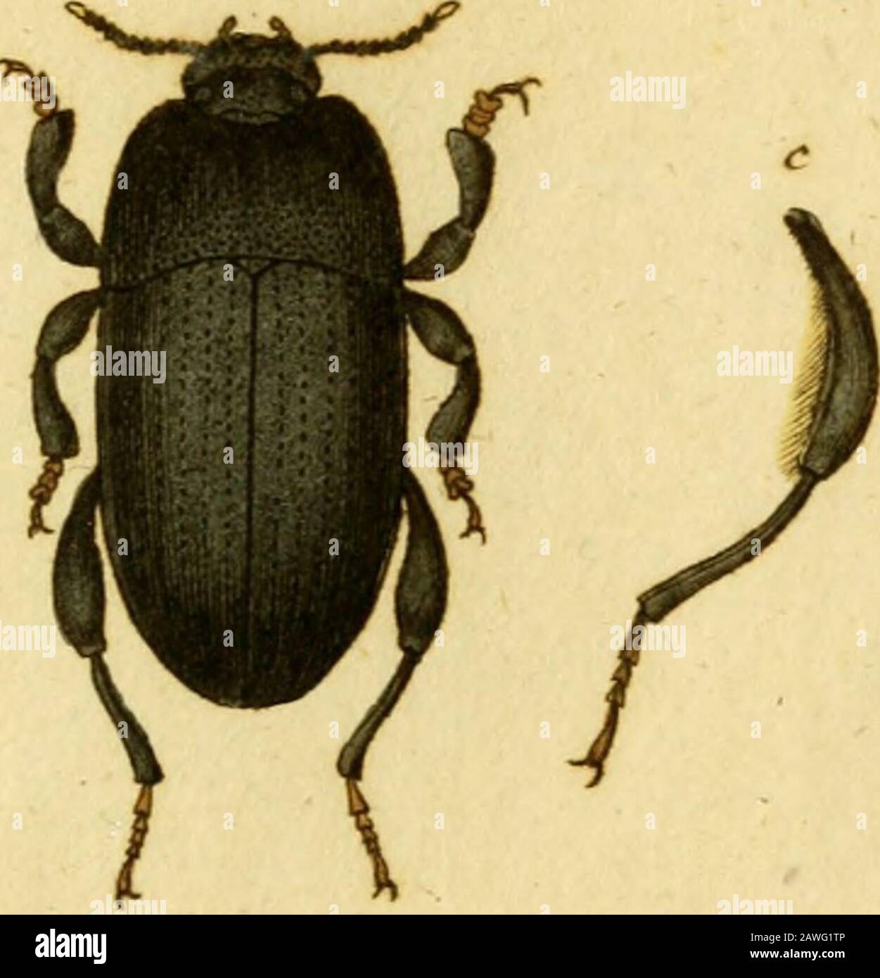 Favnae insectorvm Germanicae initia, oder, Deutschlands Insecten . OPATRVM gibbuni.Der höckerkbte Erdßaubkäfer, Opatrum pbhum: nigrum clytris lineis elevatis plurimis obfoletls. Fäbnc, Ent. fyft. T. I. n. 4. p. 89. Syft. Ent. n. 2. p. 76. Spec.-Inf. T. I. n. 3. p. 90. Mant. Inf. T. I. n. 3. p. 50.Opatrum coyivexum: oblongum fupra convexum nigrum, elytris pnnctato-ftiiatis, lineis elevatis obfoletis, tibiis anticis triangularibus. Ku^elan. n. 3.Opatrum gibbum. Panzer Ent. germ. I. n. 2. p. 35. Habitat in aienofis. Quam in Naturf. XXIV. n. 19. tab. r. fig. 19. Opairi Tpeciem quondamdclincavcram, Stock Photo