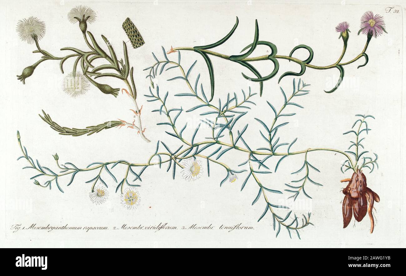 Hand painted botanical study of plant anatomy from Fragmenta Botanica by Nikolaus Joseph Freiherr von Jacquin or Baron Nikolaus von Jacquin (printed in Vienna in 1809) Stock Photo