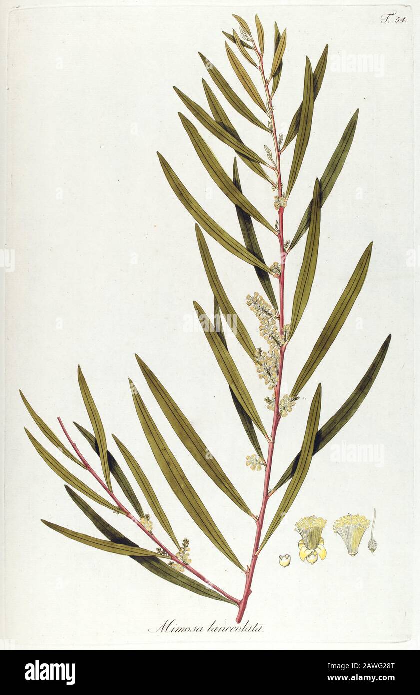 Hand painted botanical study of Mimosa lanceolata tree from Fragmenta Botanica by Nikolaus Joseph Freiherr von Jacquin or Baron Nikolaus von Jacquin (printed in Vienna in 1809) Stock Photo