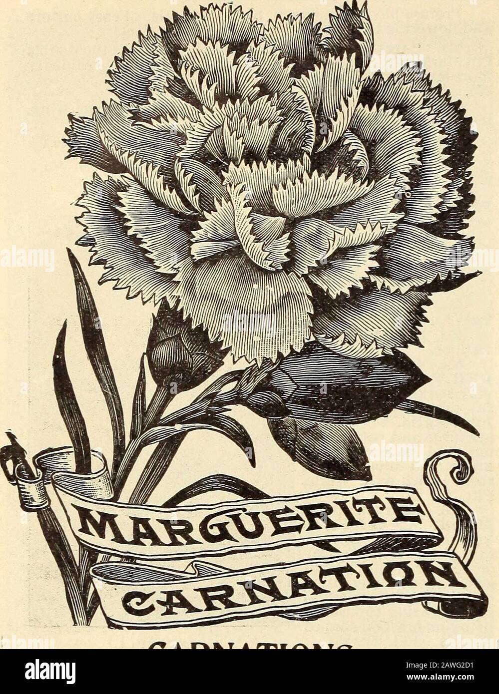 Johnson's garden & farm manual : 1910 . KMPRKSS CANDYTCTFT. 70 JOHNSON SEED COMPANY. CARNATIONS 663. Marguerite Carnations. Without exception,these are the most abundant bloomers of all the CarnationPinks. The flowers are of brilliant colors, ranging throughmany beautiful shades of red, pink, white, variegated, etc.;they are of perfect form and large size. Tliose sown in springcommence flowering in early summer, and continue to bloom inlavish profusion until checked by frost. Pkt., 10c,; 3 pkts.,25c. PKT. 656. Carnation Marguerite. Crimson 80 10 657. ?• White 10 658. &lt; Rose 10 659. Striped Stock Photo