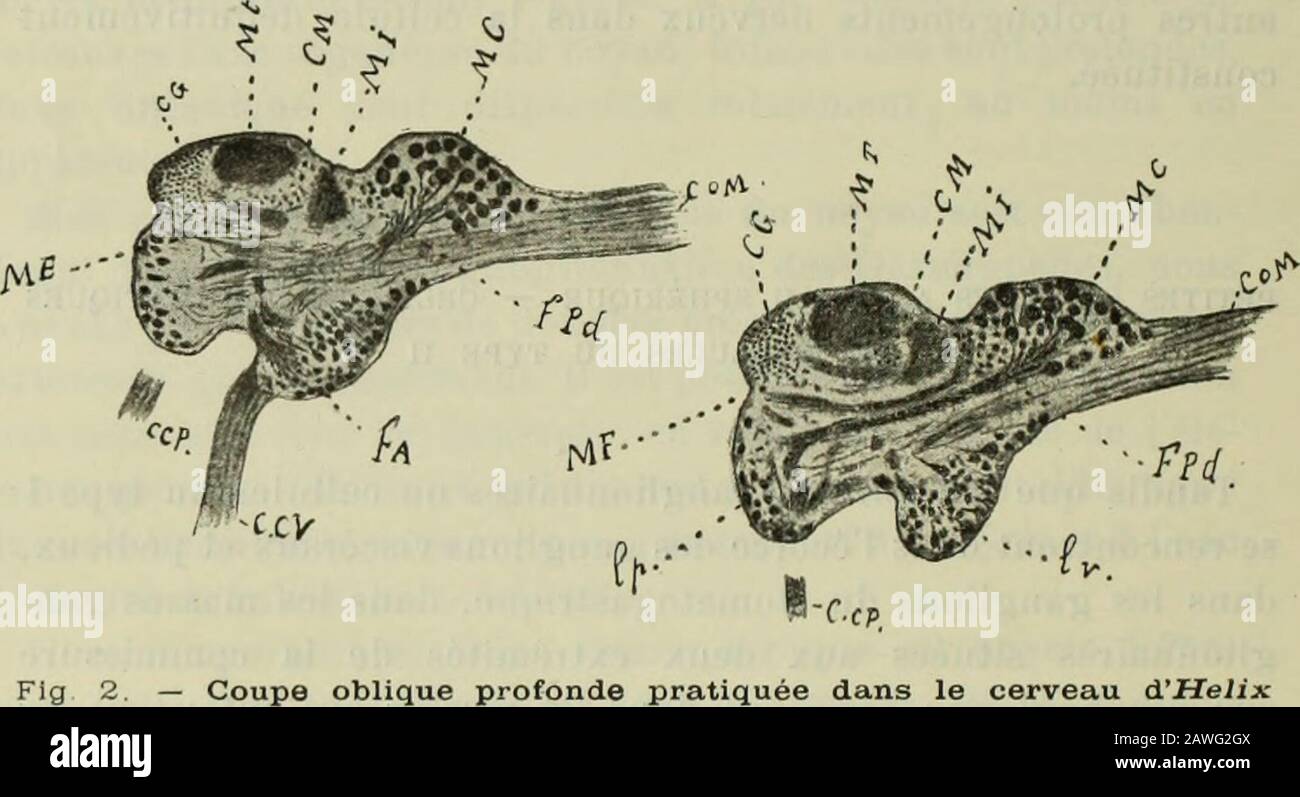 Actes de la Socilinnnne de Bordeaux . Zonites, Limax), et dans les organes affectés à la sensibilité, telsque les ganglions terminaux des nerfs du grand et du petittentacule, ainsi que dans le ganglion du nerf labial externe ou nerfgustatif. Les premières sont en rapport avec un fouillis fibrillaireépais et irrégulier, les secondes avec une trame de substanceponctuée dune finesse extrême et dune homogénéité parfaite. Viallanes a fait remarquer, à propos des Arthropodes, que leshistologistes qui nauraient jamais vu que des ganglions de lachaîne ventrale pourraient être déroutés par laspect micr Stock Photo