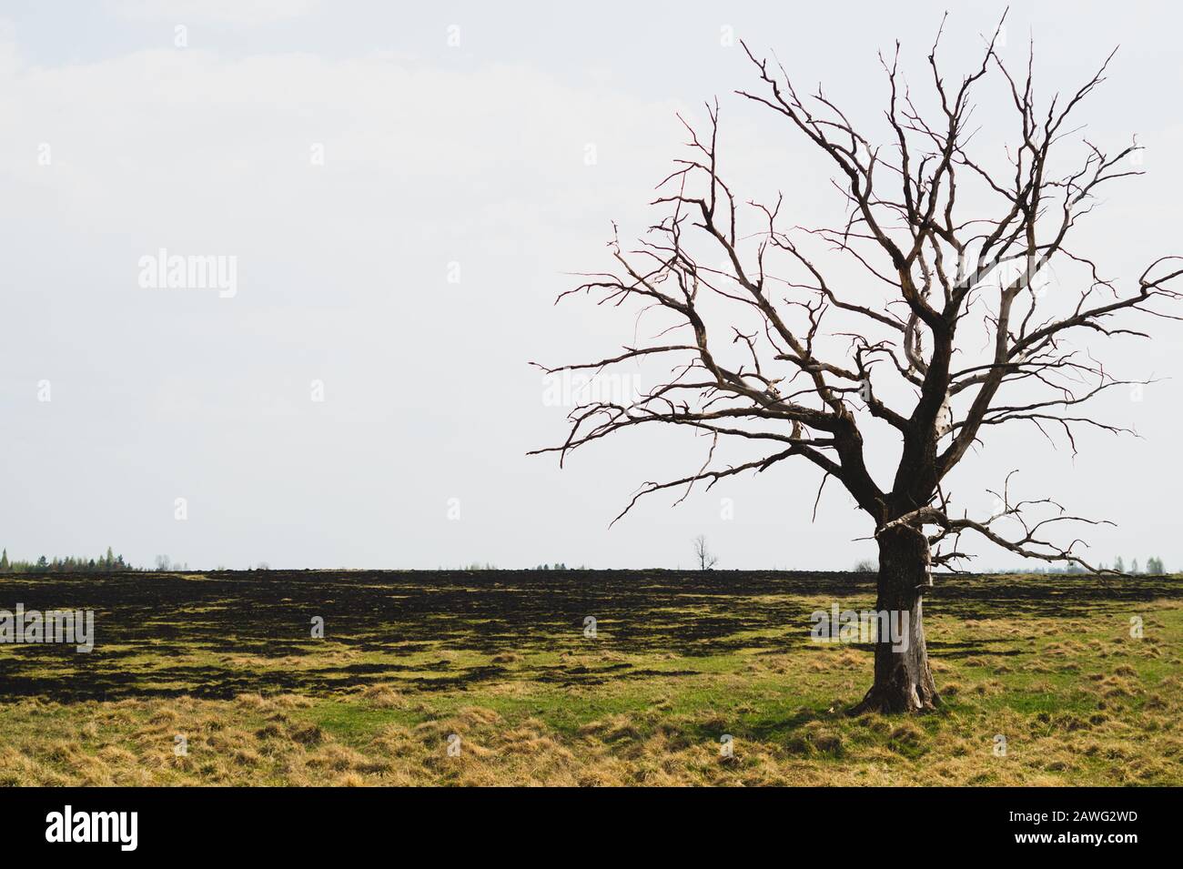 Lonely dry tree on the field. old tree standing alone in the meadow Stock Photo