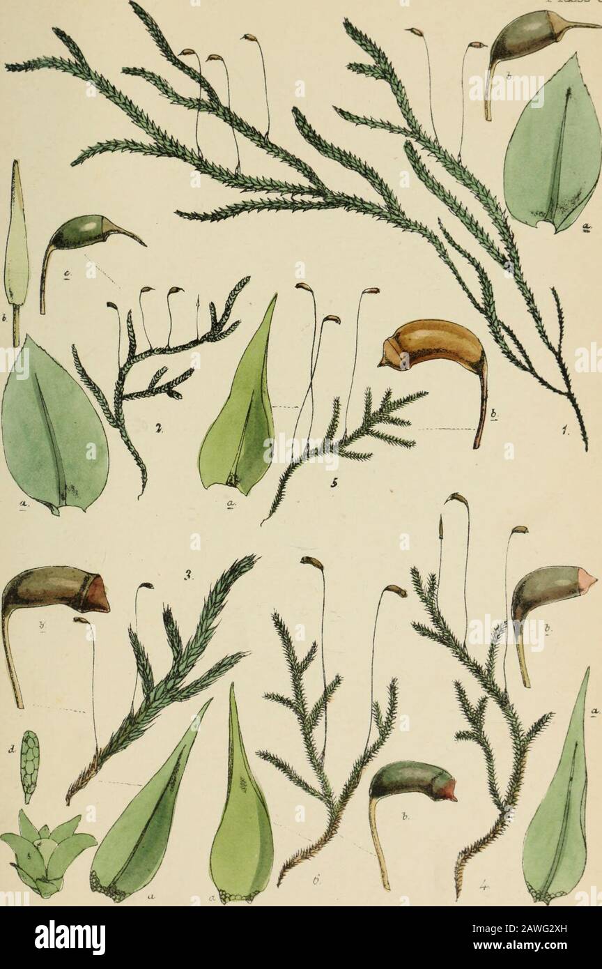 Handbook of British mosses : comprising all that are known to be natives of the British Isles . ^VFltdv^iel ^hxh -.T.-^Srz. r^vZJ&S iT *^i PLATE VI. 1. Hypnum ruscifolium. a. leaf, magnified. h, sporangium, magnified. 2. H. murale. a. leaf, magnified. b. young veil, magnified. c. sporangium, magnified. 3. H. riparium. a. leaf magnified. h. sporangium^ magnified. c. male inflorescence, magnified. d. antheridium, magnified. 4. H. polygamum. a. leaf, magnified. h. sporangium, magnified. 5. H. clirysophyllum. a. leaf, magnified. h. sporangium, magnified. 6. H. stellatum. a. leaf, magnified. b, spo Stock Photo