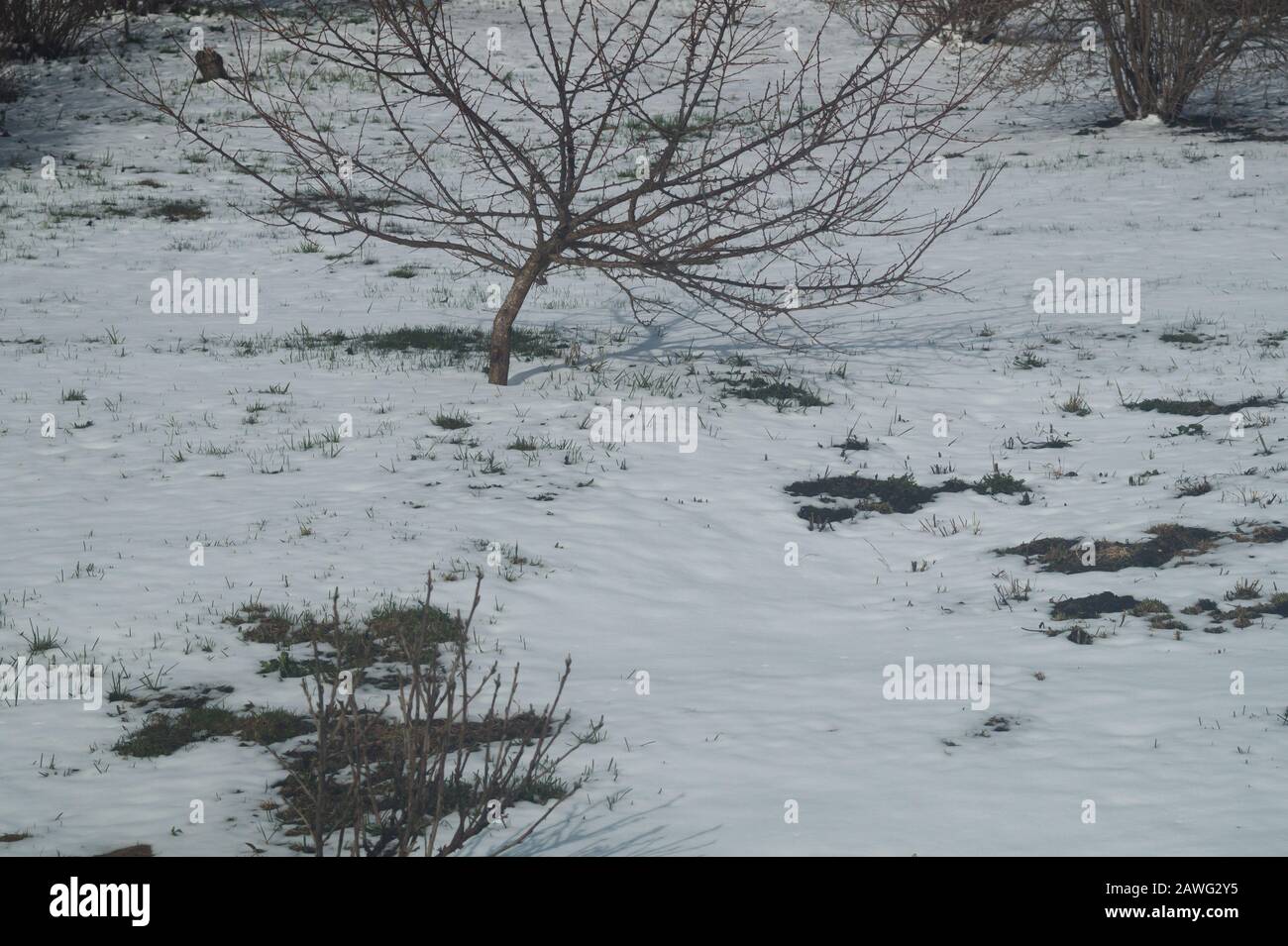 Winter scene with snow covered ground with plants in the courtyard. snowy soil Stock Photo