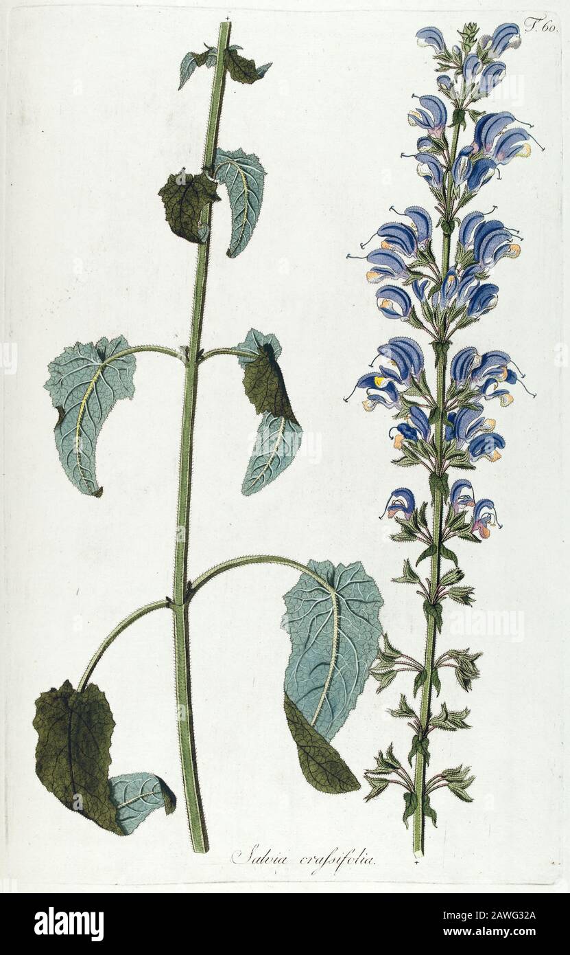 Hand painted botanical study of Sage (Salvia) flower anatomy from Fragmenta Botanica by Nikolaus Joseph Freiherr von Jacquin or Baron Nikolaus von Jacquin (printed in Vienna in 1809) Stock Photo