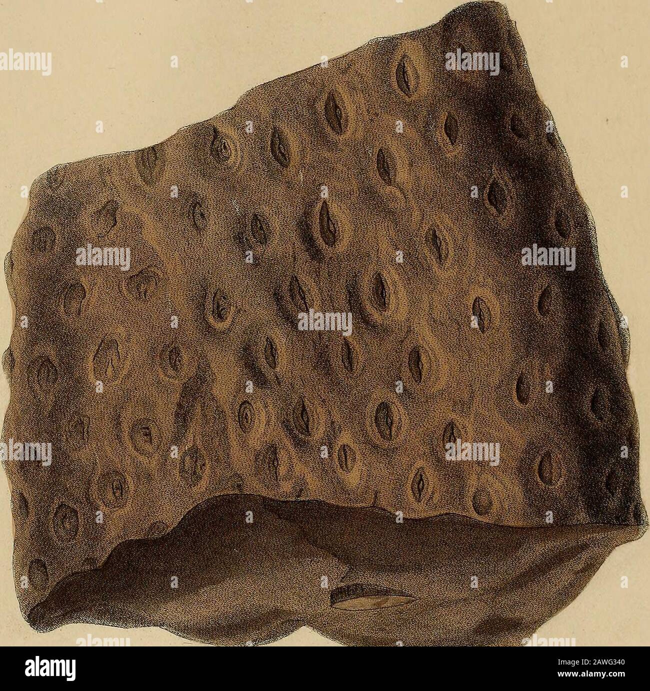 Compression fossil hi-res stock photography and images - Alamy
