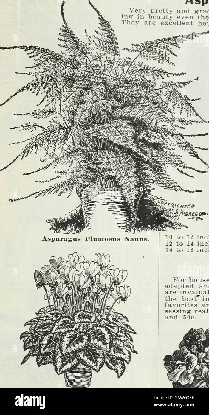 Bulbs and plants : autumn 1906 . Aspidistra. FLOWERING BULBS, PLANTS, ETC. 19. Asparagus. Very pretty and graceful Fern-like plants rival-ing- in beauty even the delicate Maiden Hair Fernhey are excellent house plants and succeed wellwith ordinary care. Pluniosus Nanus, betterknown perhaps as Aspara-gus Fern—An excellentpot plant. Foliage brightgreen, very graceful.Plants in 2y2 inch pots,each 20c; in 3 inch pots,25c; in 3*,£ inch pots, 35c;in 4 inch pots, 50c. Sprengerii—a species re-markable for the beautyand delicacy of its richgreen drooping fronds,which frequently attain alength of 4 feet Stock Photo