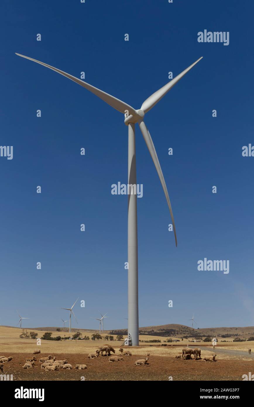 Sheep grazing in drought under wind turbines which provide for