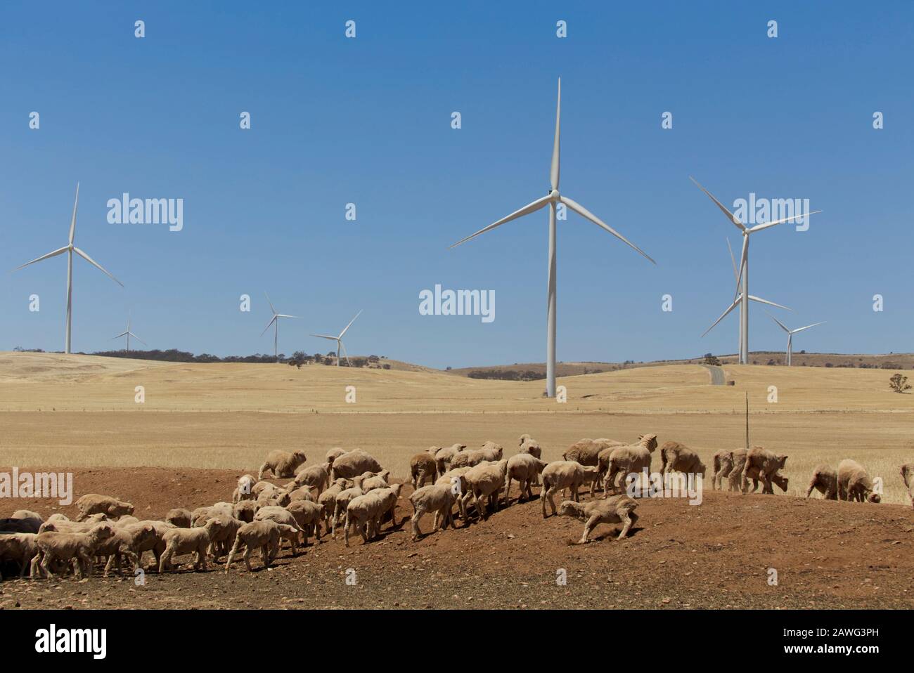Sheep grazing in drought under wind turbines which provide income for the farm near Jamestown South Australia Stock Photo