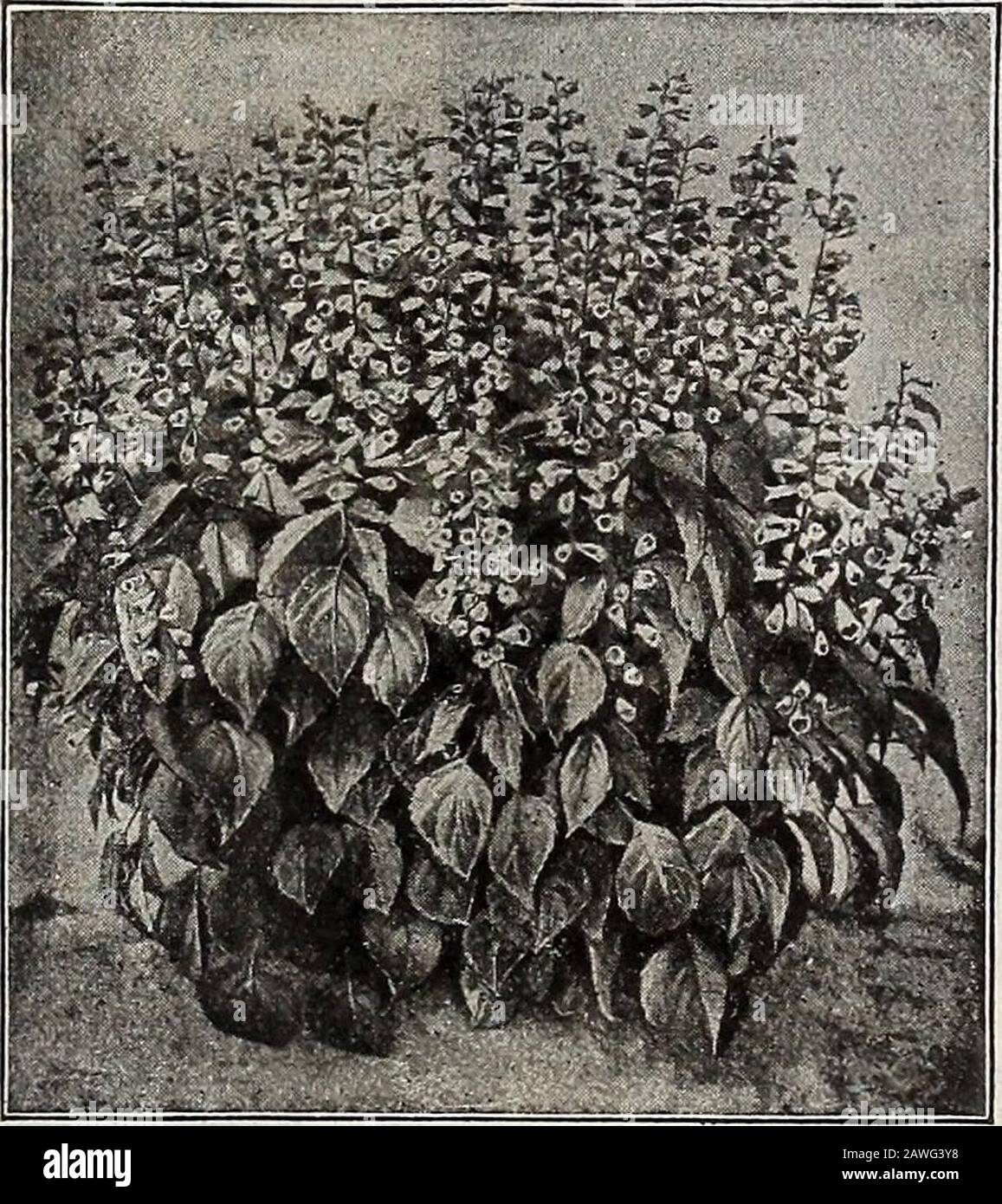 Dreer's 72nd annual edition garden book : 1910 . Primula Obconica Gigantba.. D,TAKF Early-flowerini, Si. aklizt Sack BEUE SAEVIA. (Salvia patens compacta nana.) 3930 Salvia patens, the Blue Sage,has always been admired asthe richest blue of all blueflowers, and in this new varietywe have a decided improve-ment, being dwarfer and morecompact in habit, the flowerslarger and tven more intensein color, and the spikes, whichare held well above the foliage,have usually 3 to 5 flowersopen at one time. Seed sownin March produce plants thatwill bloom early in July, con-tinuing through the summerand aut Stock Photo