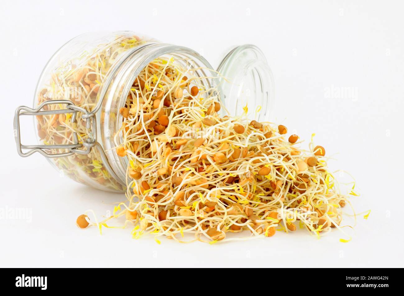 Fresh sprouting brown lentils in a glass storage jar Stock Photo Alamy